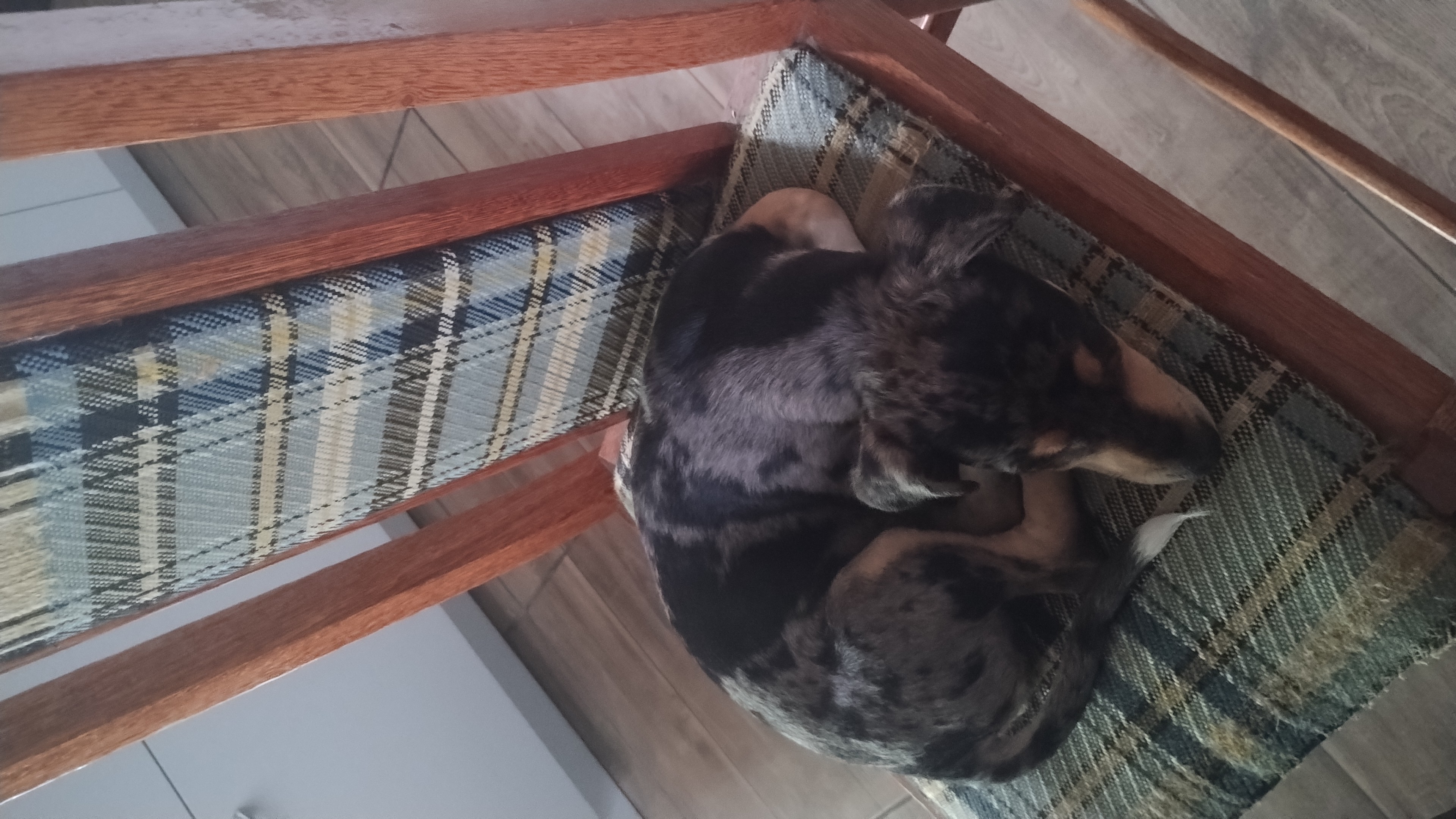 Portal Vendocão Vendo filhote Ivoti