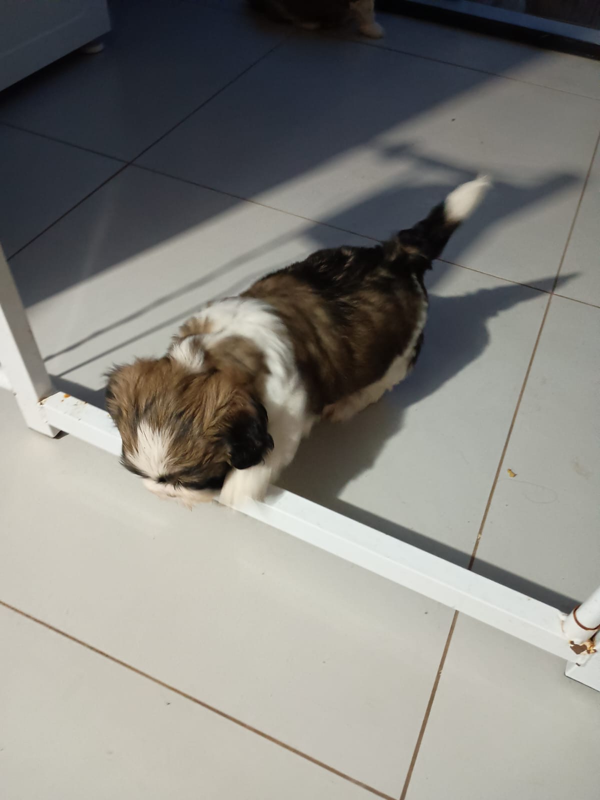 Cachorro chitzu