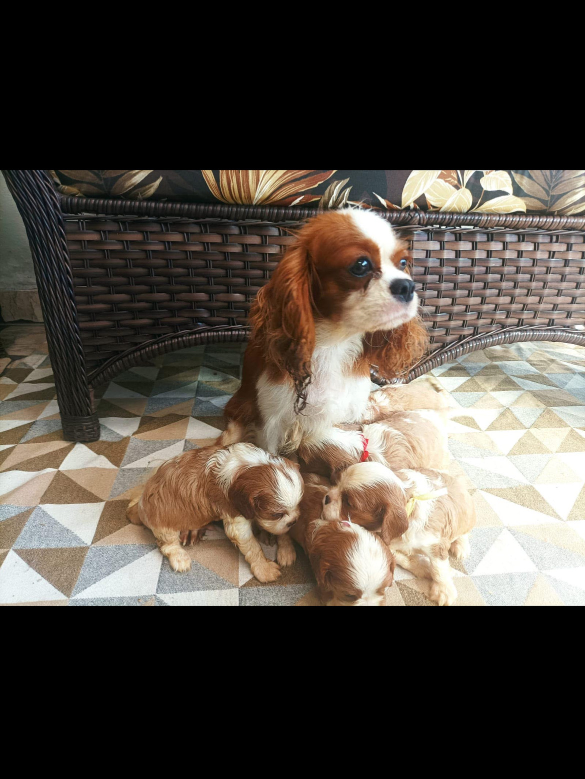 Portal Vendocão Cavalier king charles spaniel filhote  São Paulo 