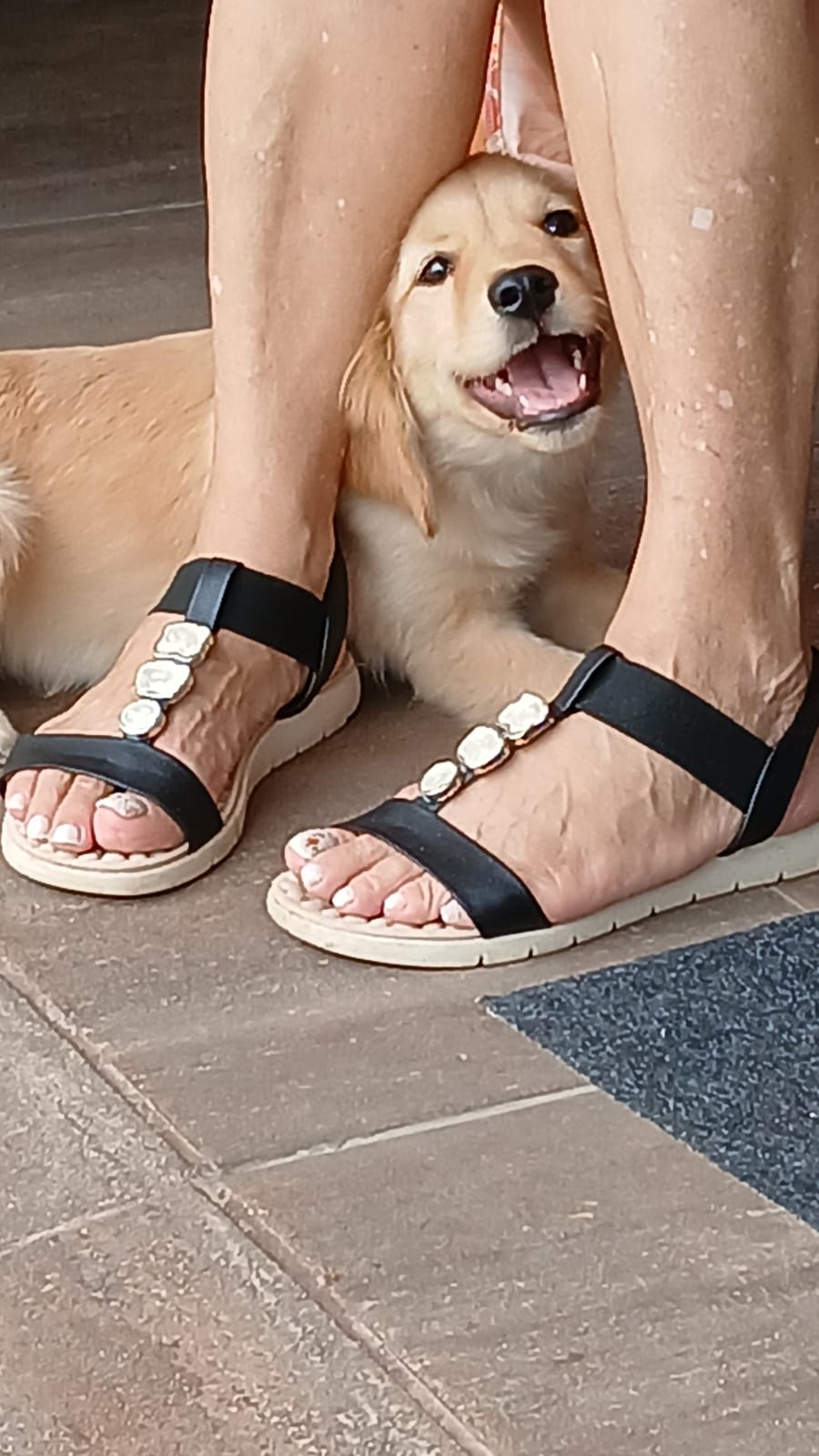 Portal Vendocão Filhote Golden Retriever  Sombrio