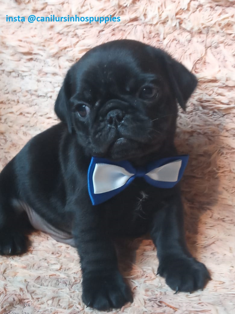Portal Vendocão pug abrico ou black bebes disponiveis #canilursinhospuppies paulinia 