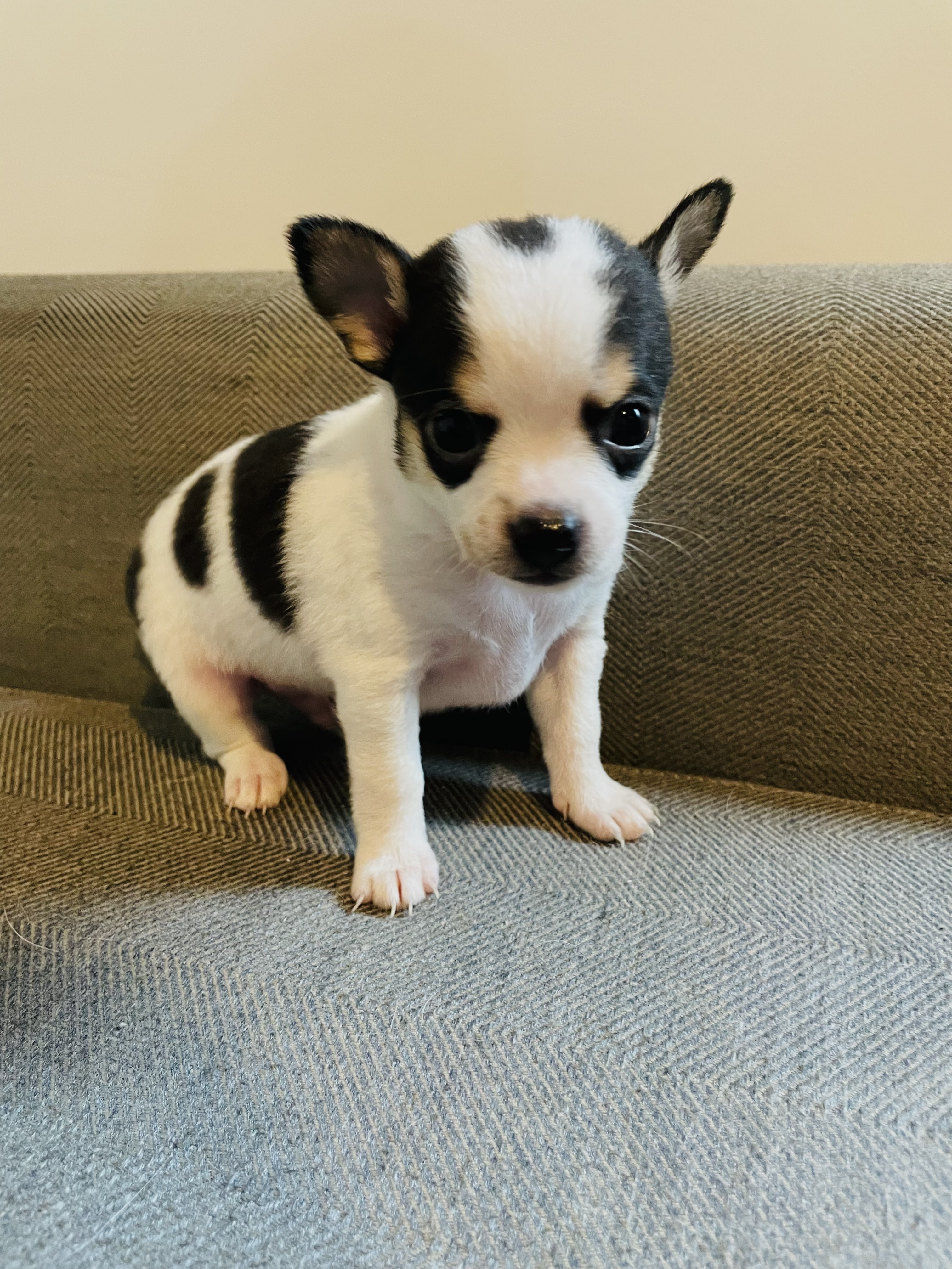 Portal Vendocão Chihuahua Pelo Curto - macho & femea Rio de janeiro