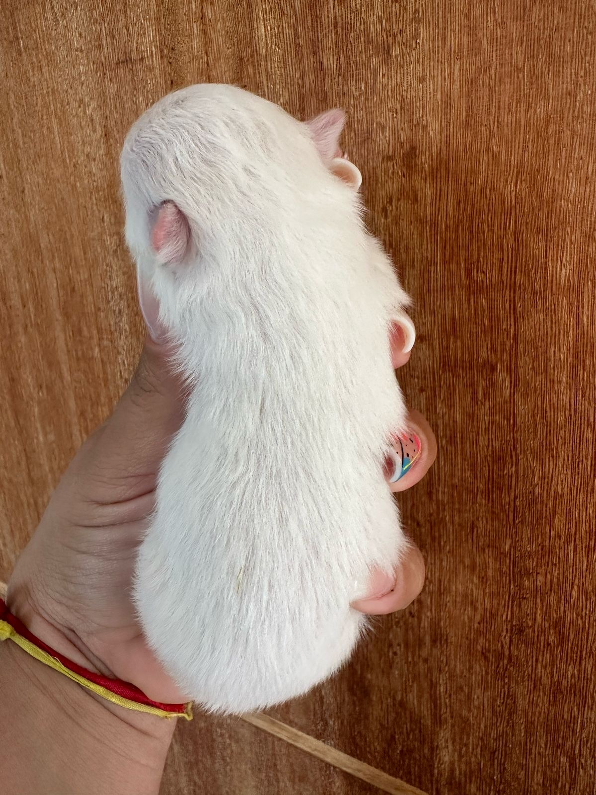 Portal Vendocão Fêmea branca Lulu da pomerânia  Cataguases 