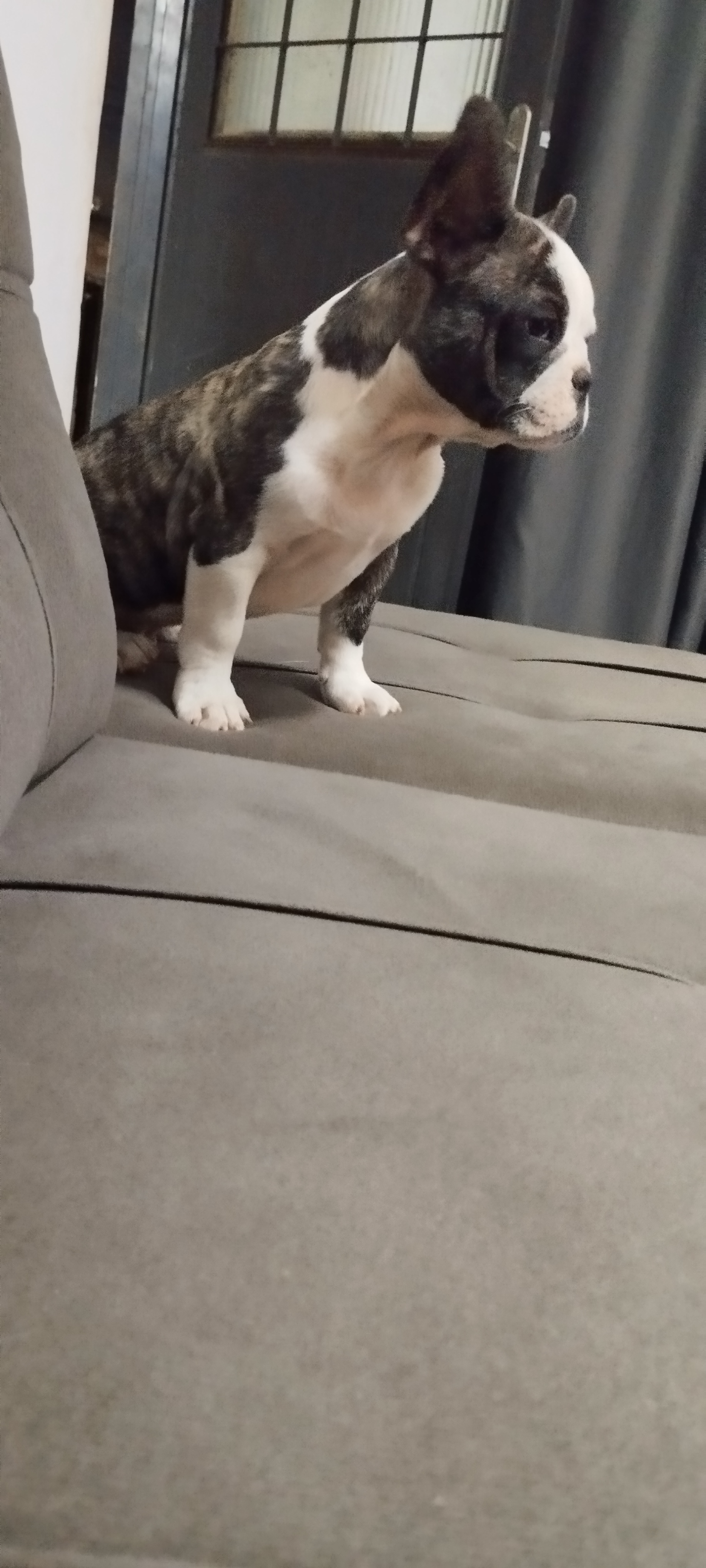 Portal Vendocão Filhotes Bulldog Francês  Planaltina 