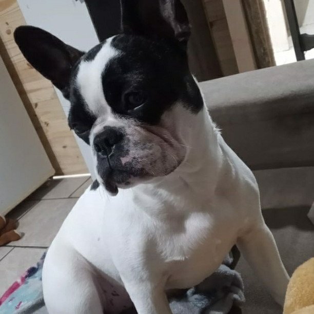 Linda cachorrinha disponível para a venda - Foto 1