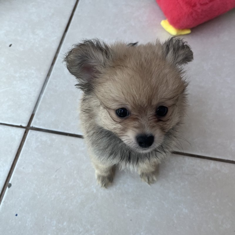 Lindos filhotes chihuahua e Lulu da Pomerânea - Foto 4