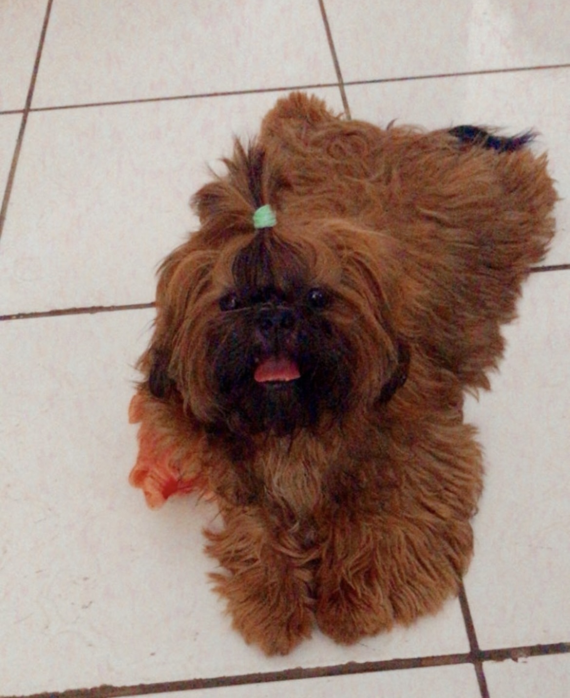 Portal Vendocão Vendo shitzu São Luís