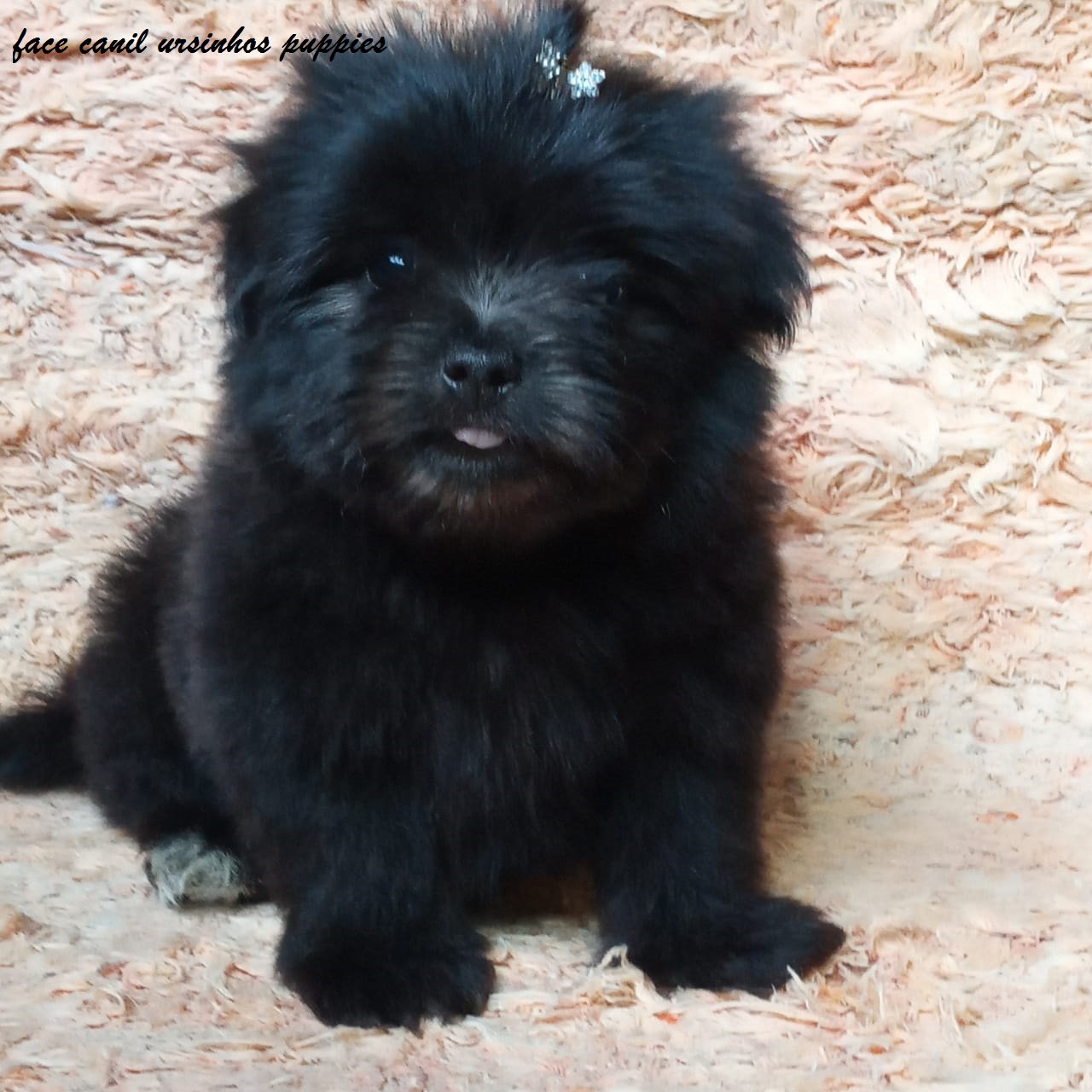 Portal Vendocão lhasa apso lindos bebes pronta entrega @canilursinhospuppies são paulo
