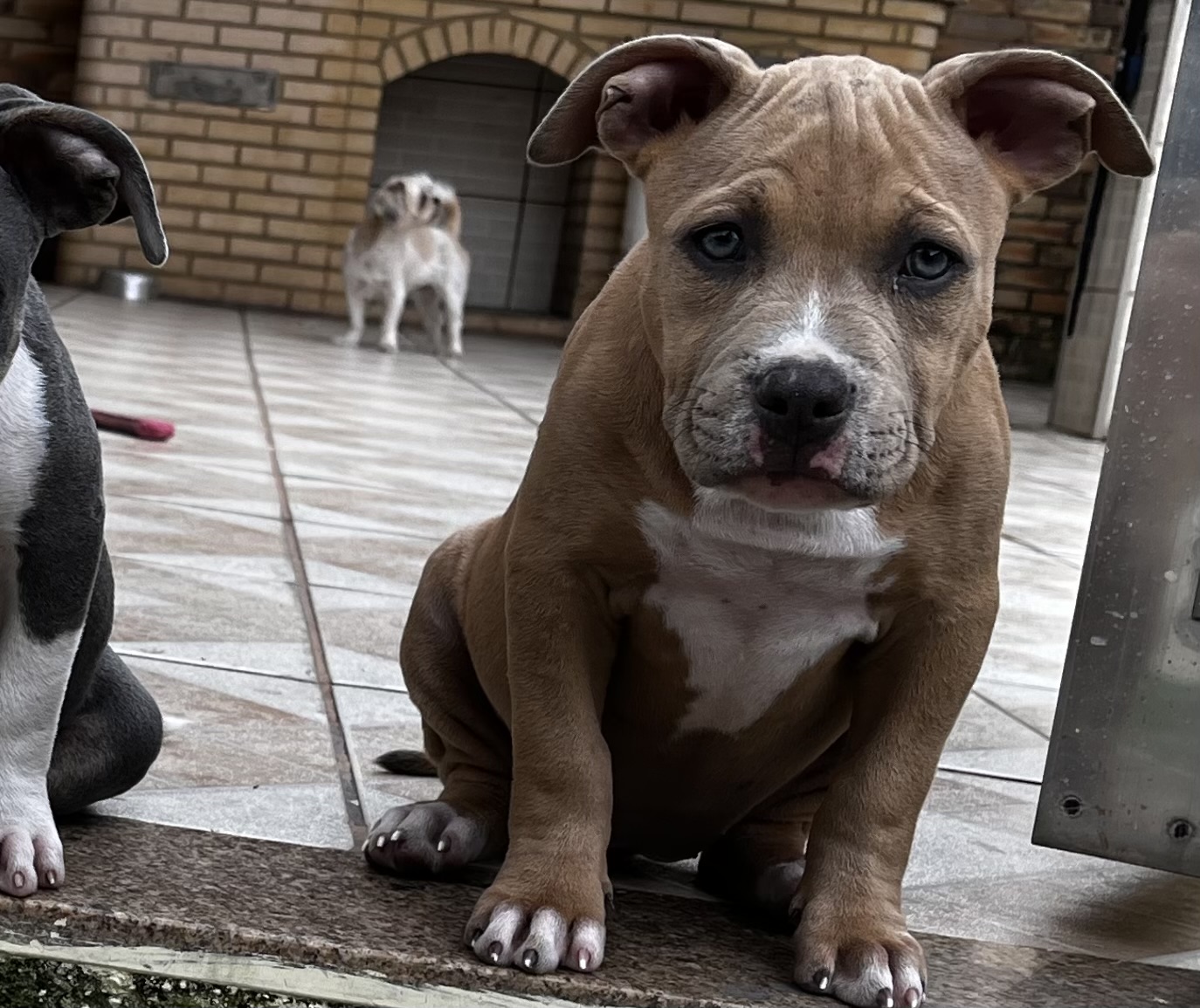 Portal Vendocão filhote american bully pocket  são joão de meriti 
