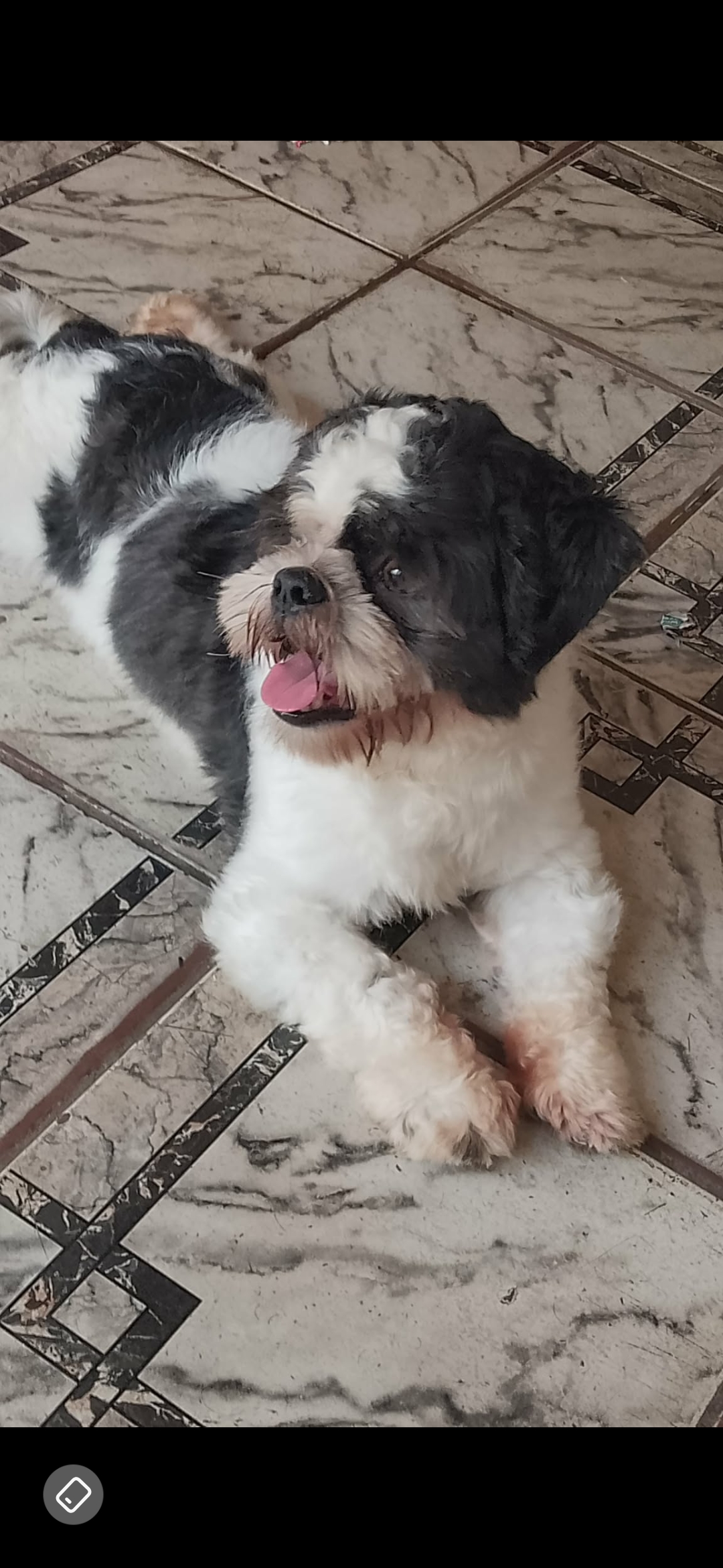 VENDO SHITZU MACHO  - Foto 1
