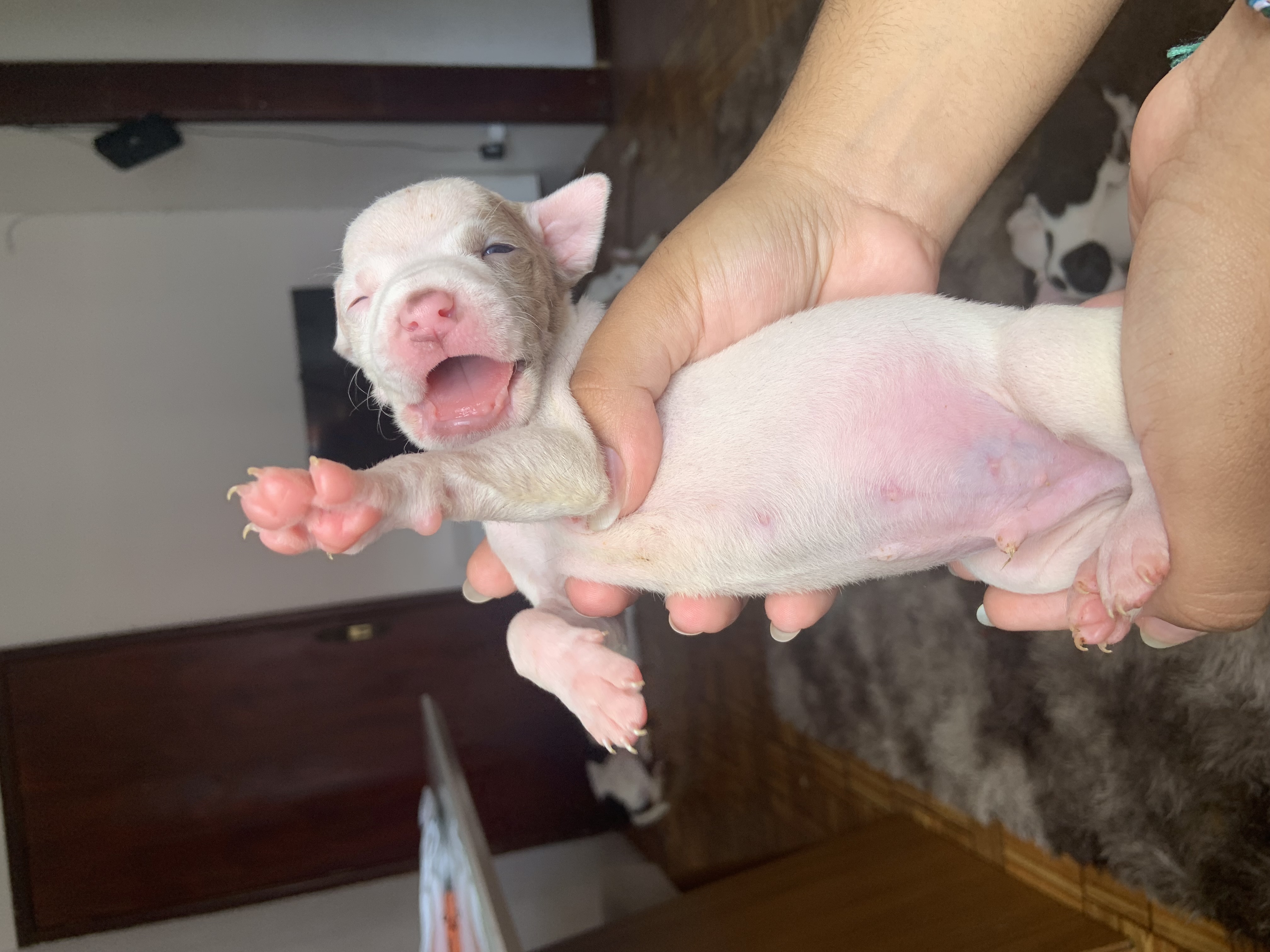 Vendo pitbull - Foto 5