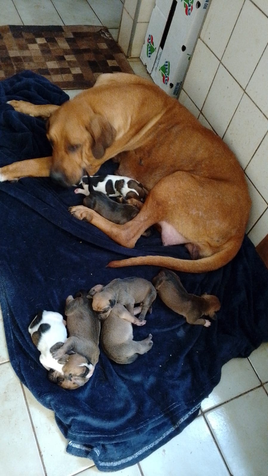 Portal Vendocão Vendo fila brasileiro  Uberlândia