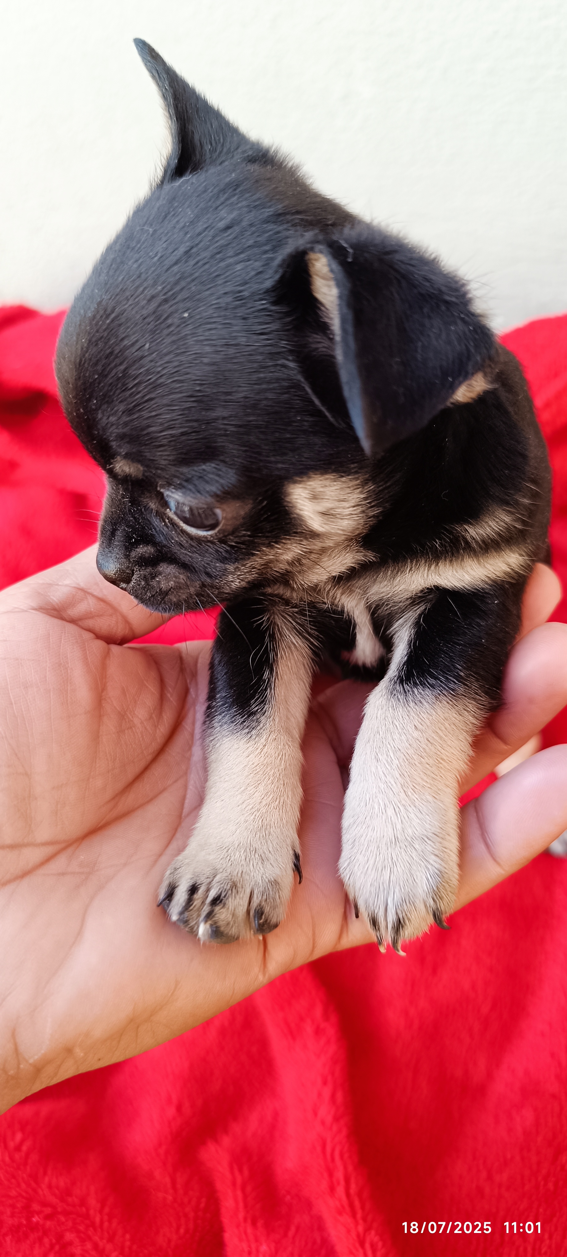 Portal Vendocão Vendo Joinville