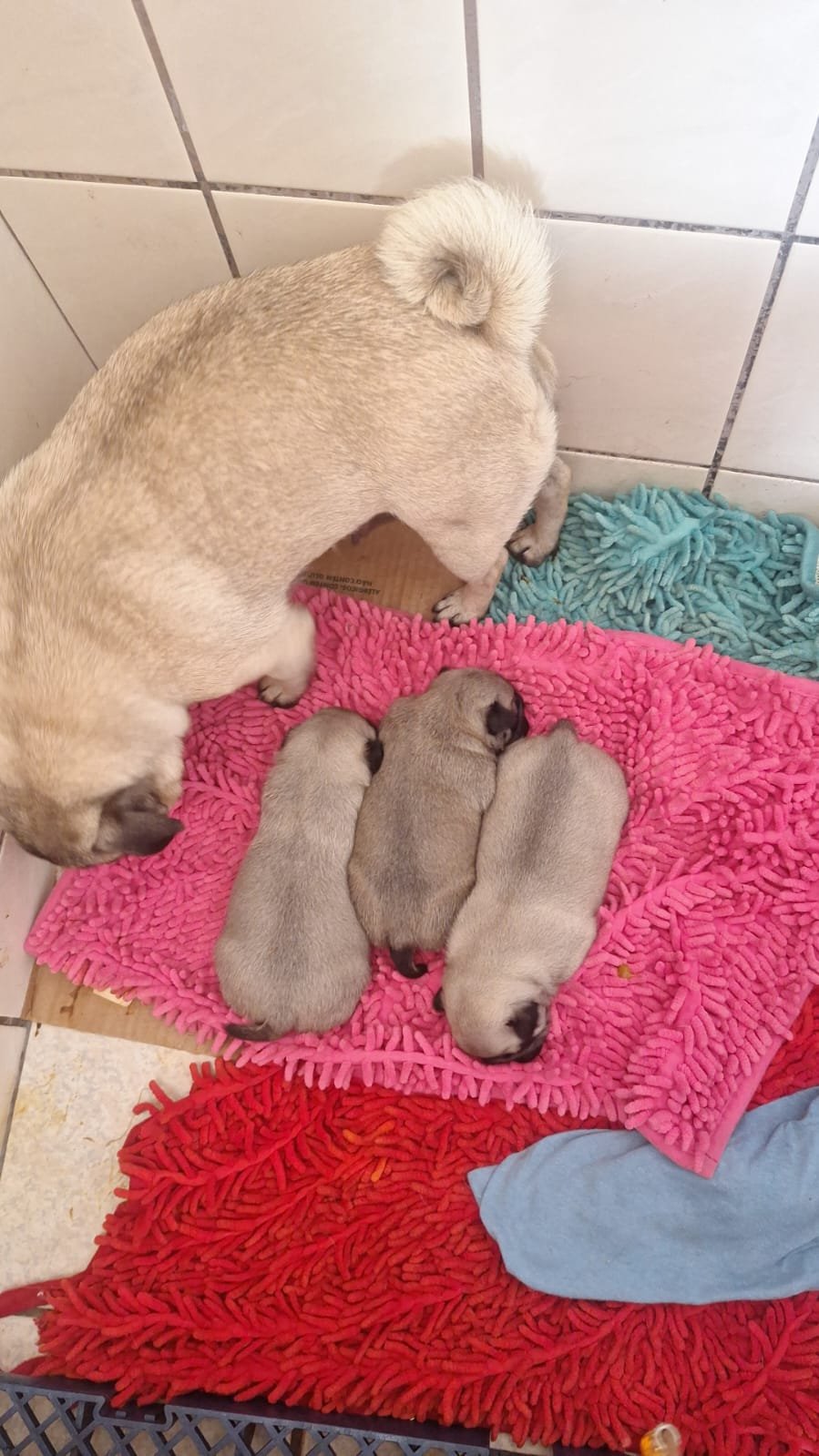 Pug fêmeas - Foto 1