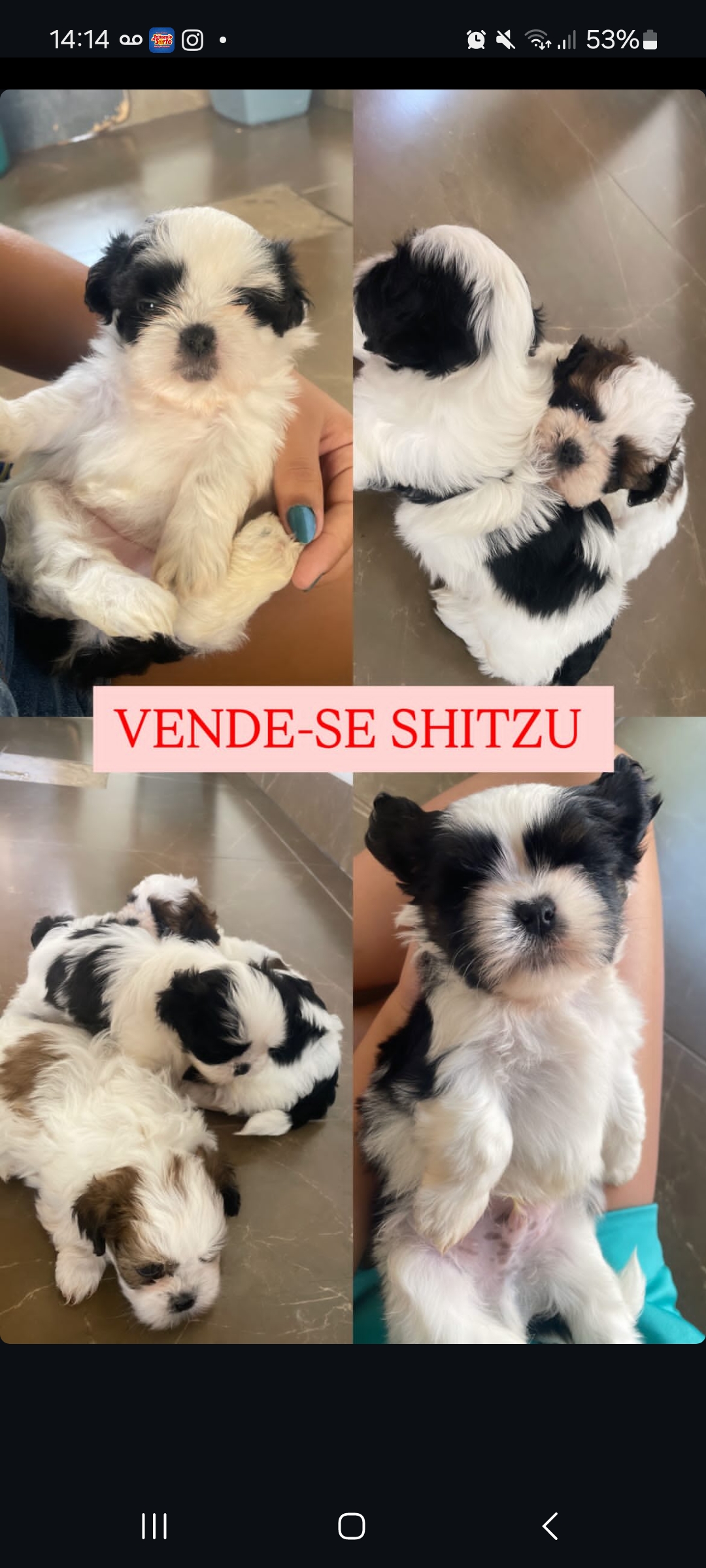 Portal Vendocão Vende shihtzu  Uberlândia