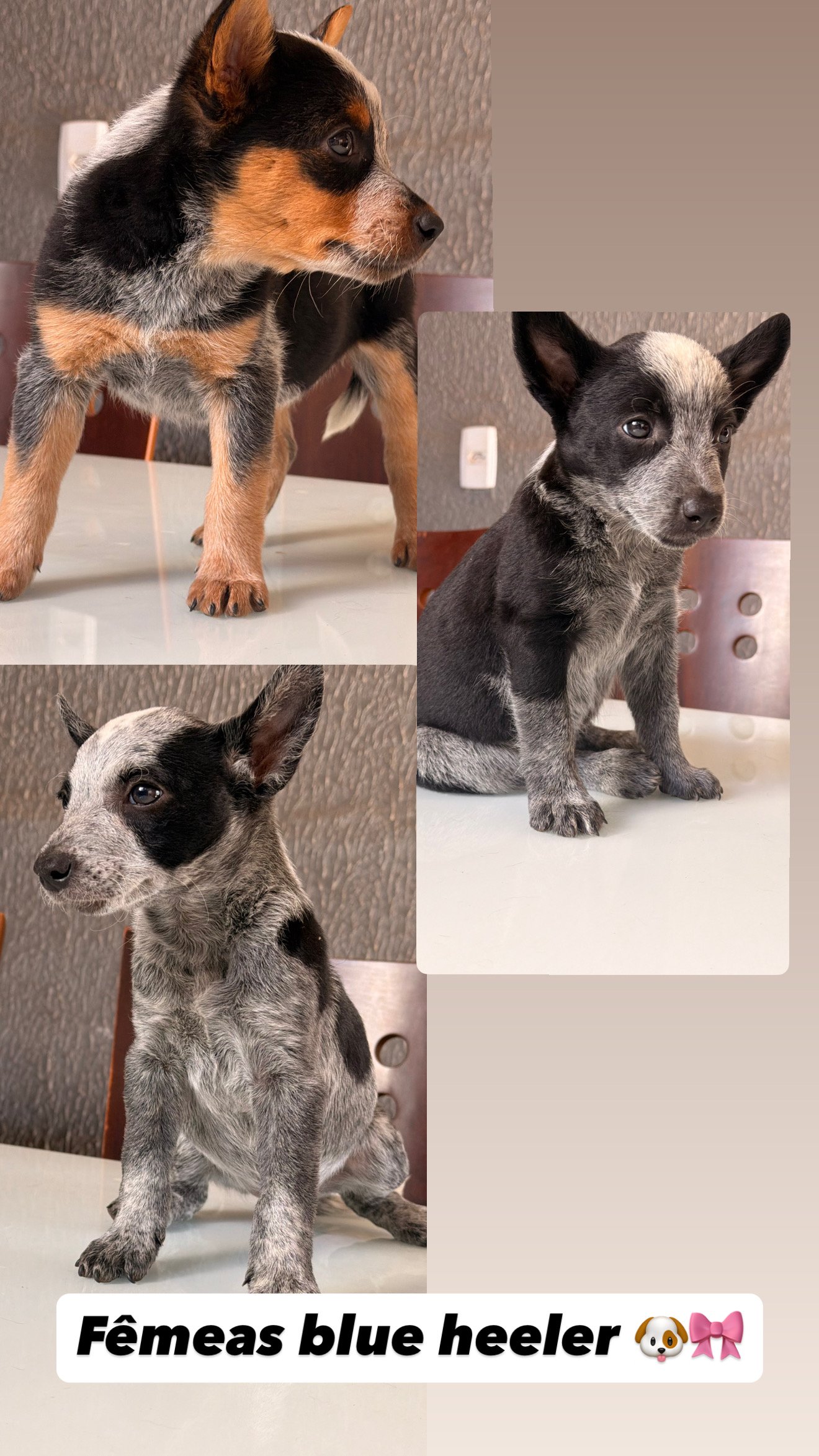 Fêmeas blue heeler - Foto 1