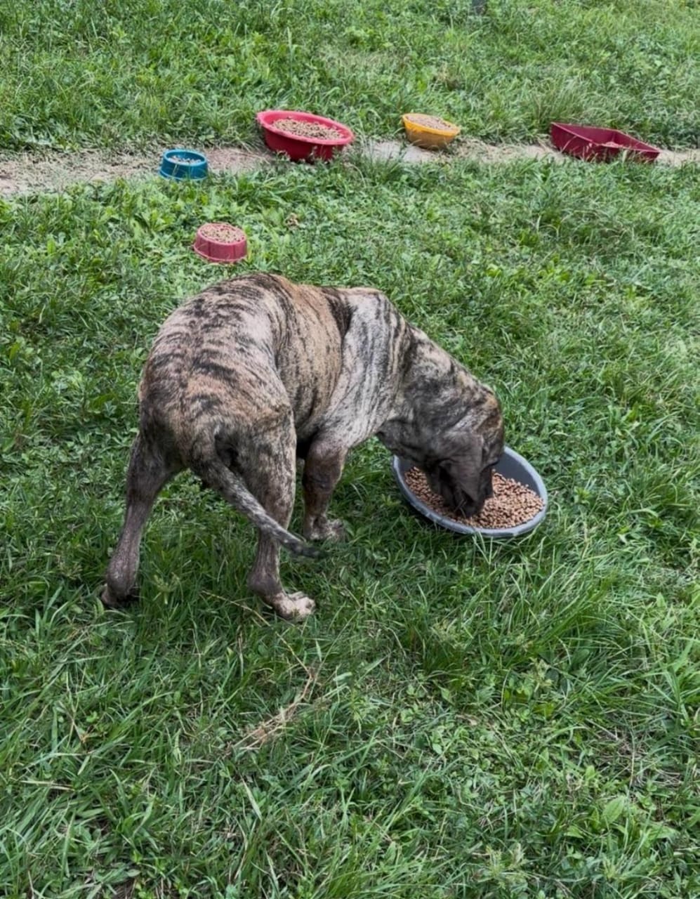 Fila brasileiro  - Foto 1