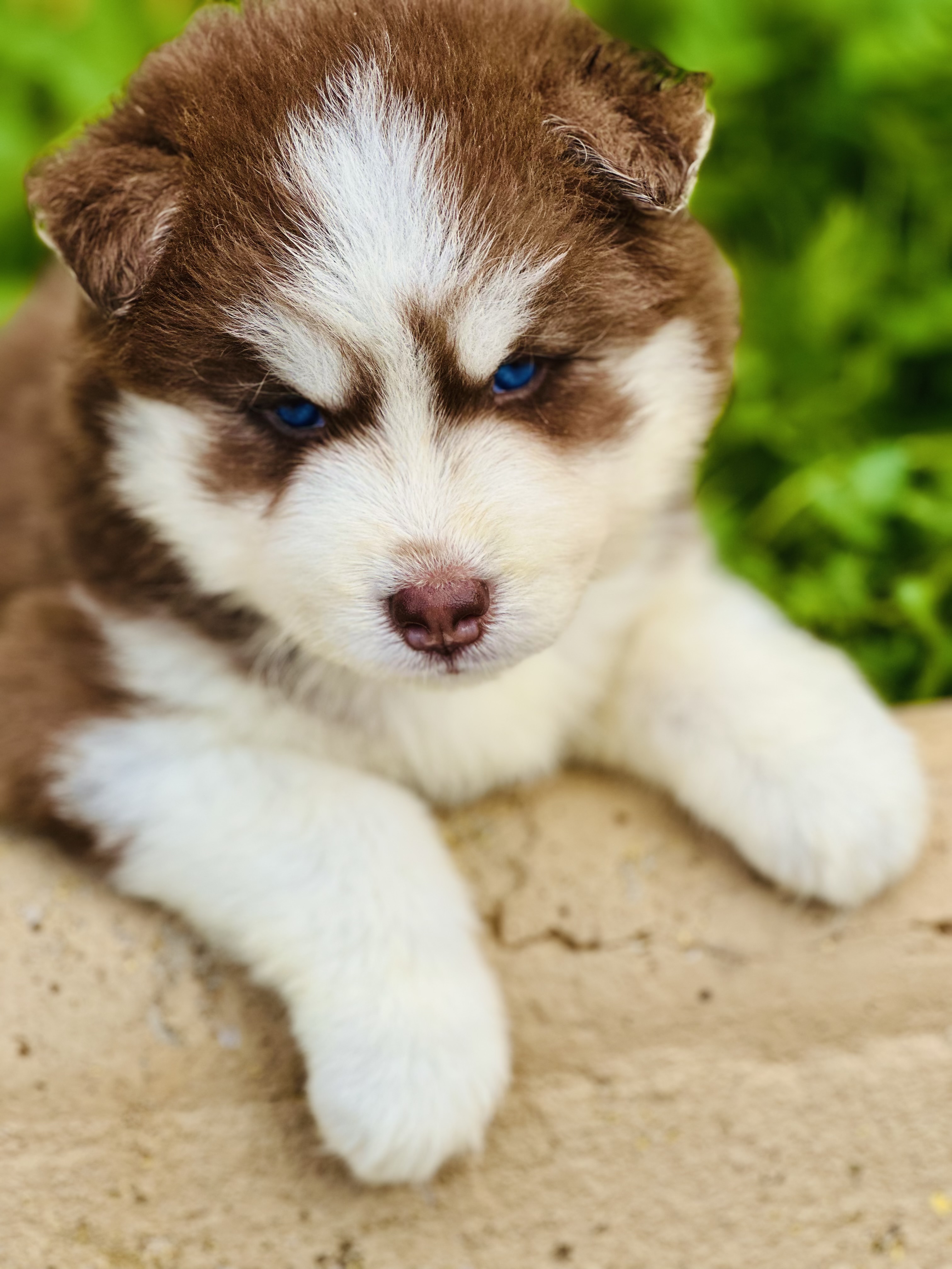 Portal Vendocão Husky siberiano Belo Horizonte 