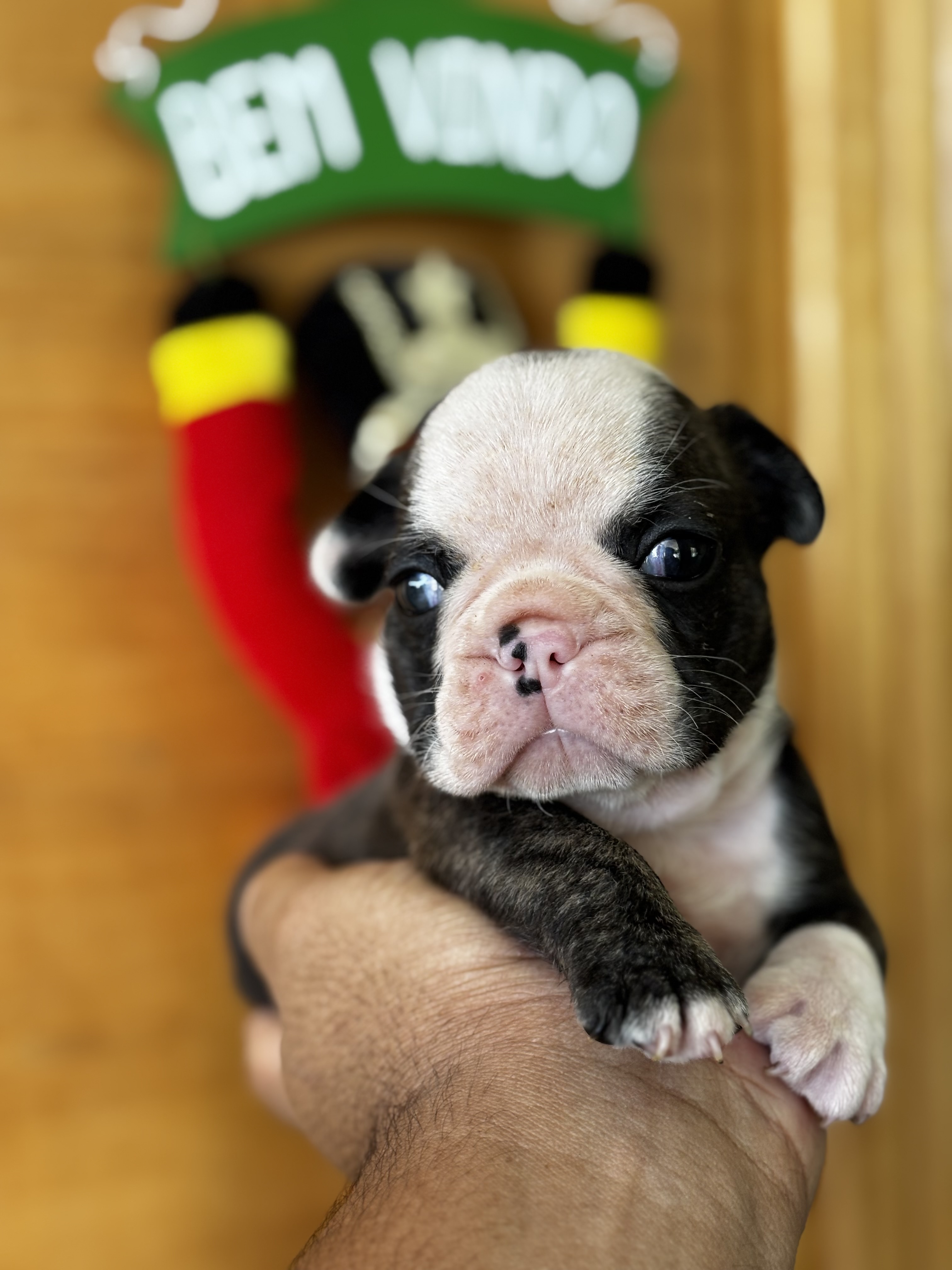 Portal Vendocão Lindo buldogue francês cor panda  Rio de Janeiro 
