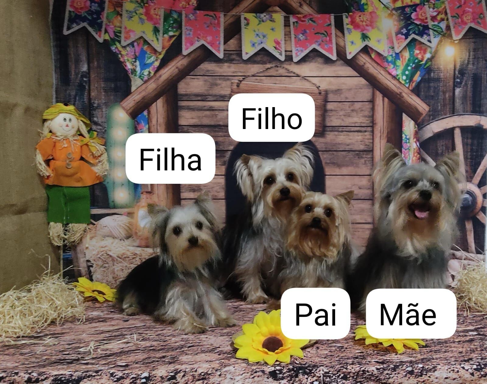 Vendo filhotes machinho de Yorkshire mini