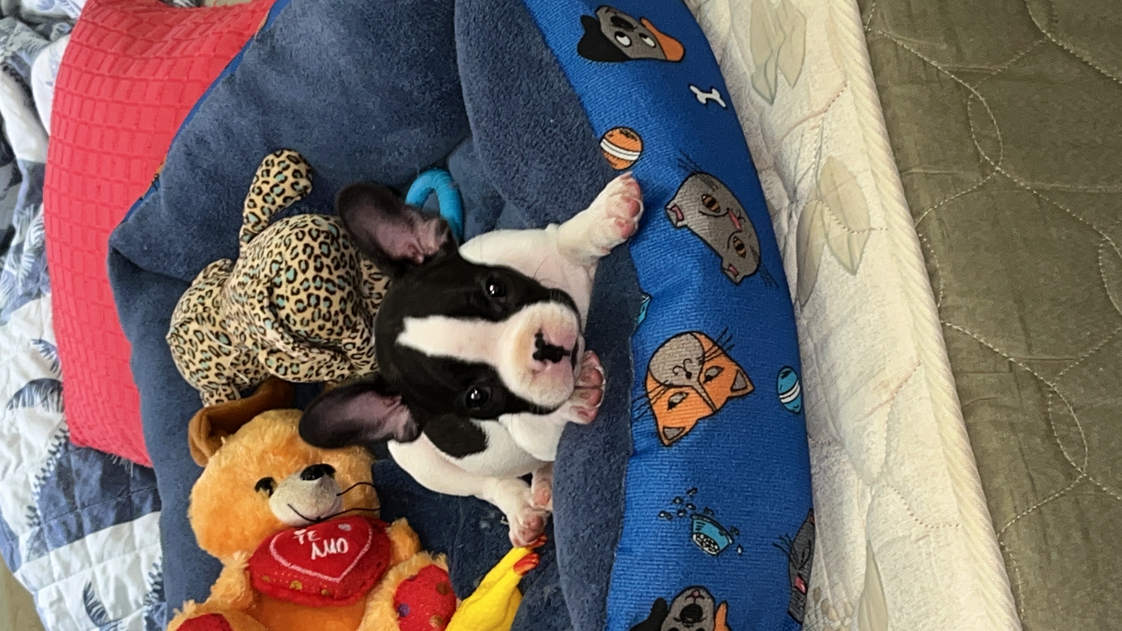 Portal Vendocão Bulldog Francês- filhote 2 meses  Ribeirão Preto