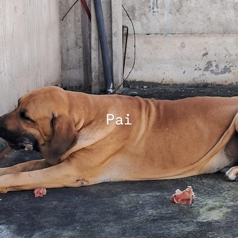 Filhotes de fila brasileiro - Foto 4