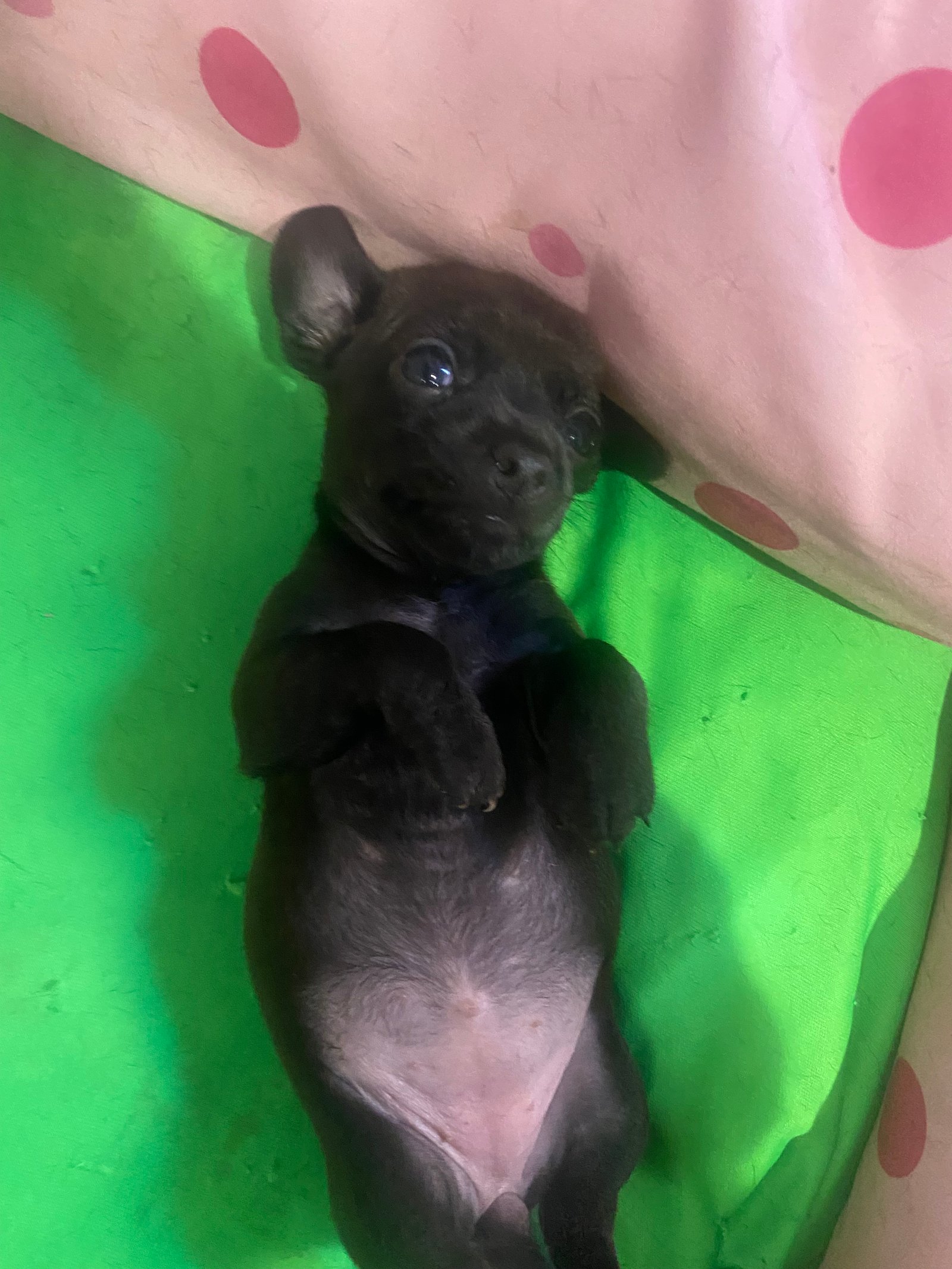 Filhotes de Pinscher fêmeas  - Foto 1