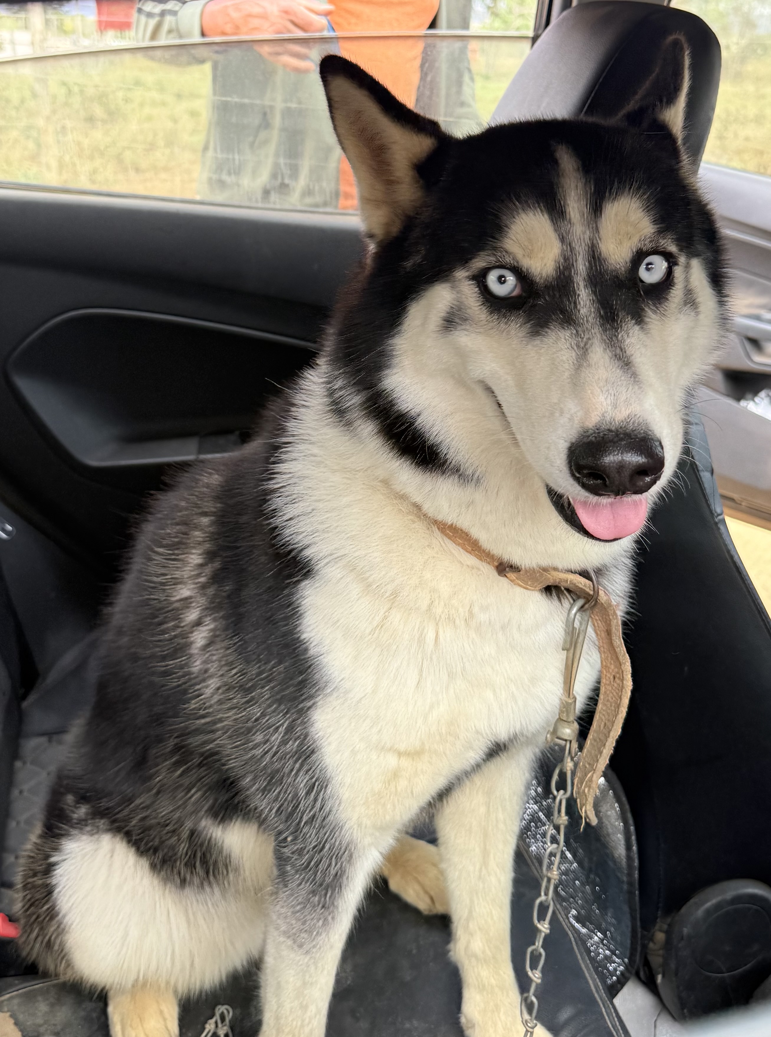 Linda Husky Dócil - Foto 1