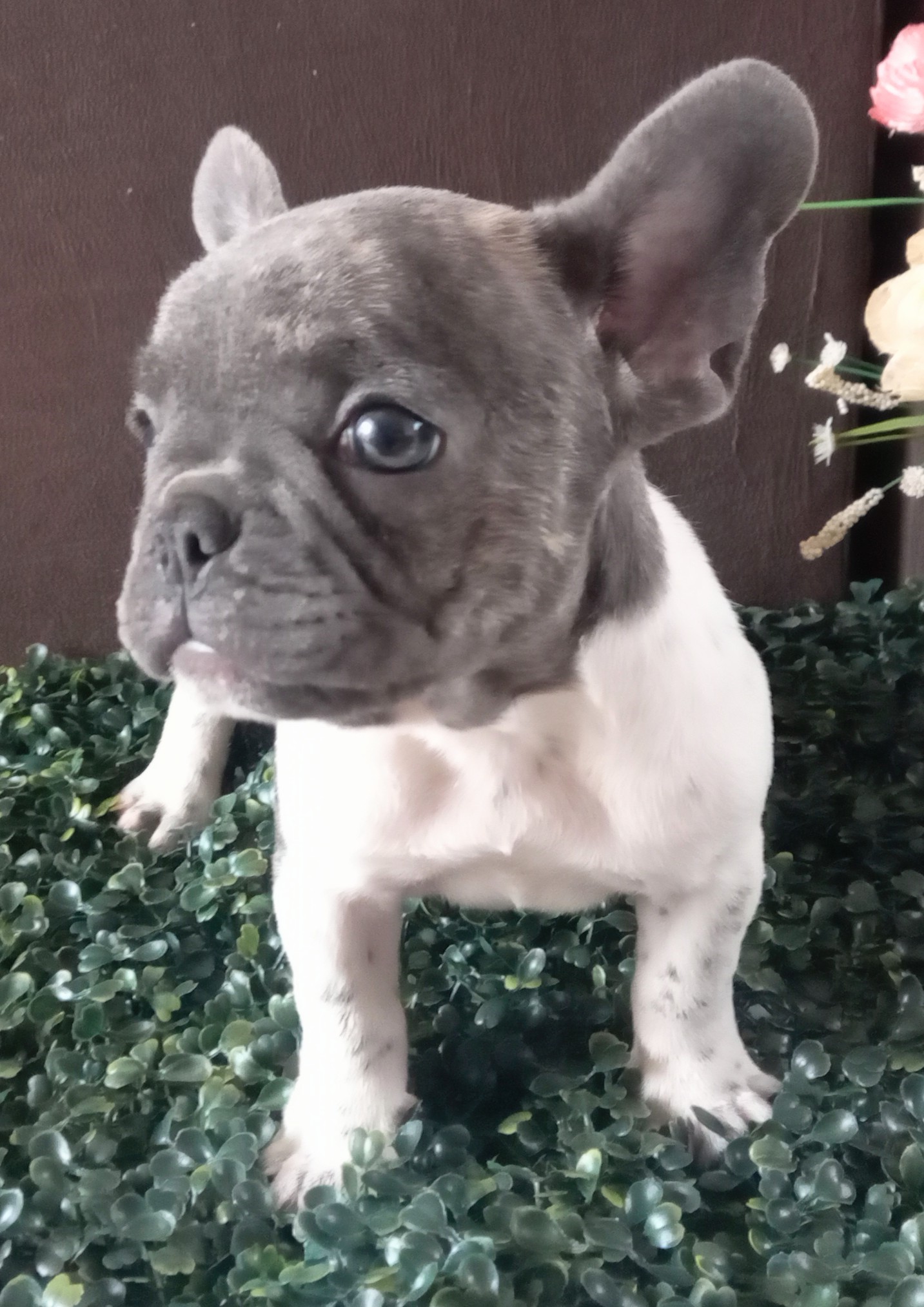 Portal Vendocão Bulldog francês FÊMEA Blue Pied  Nova Iguaçu 