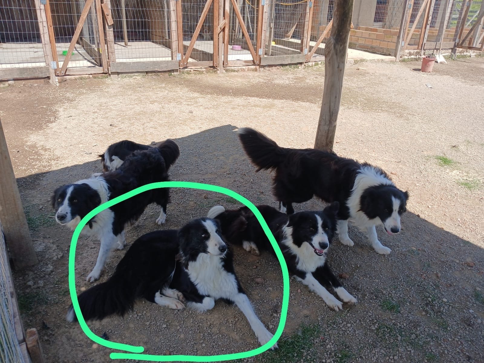Filhote Border Collie - Foto 4