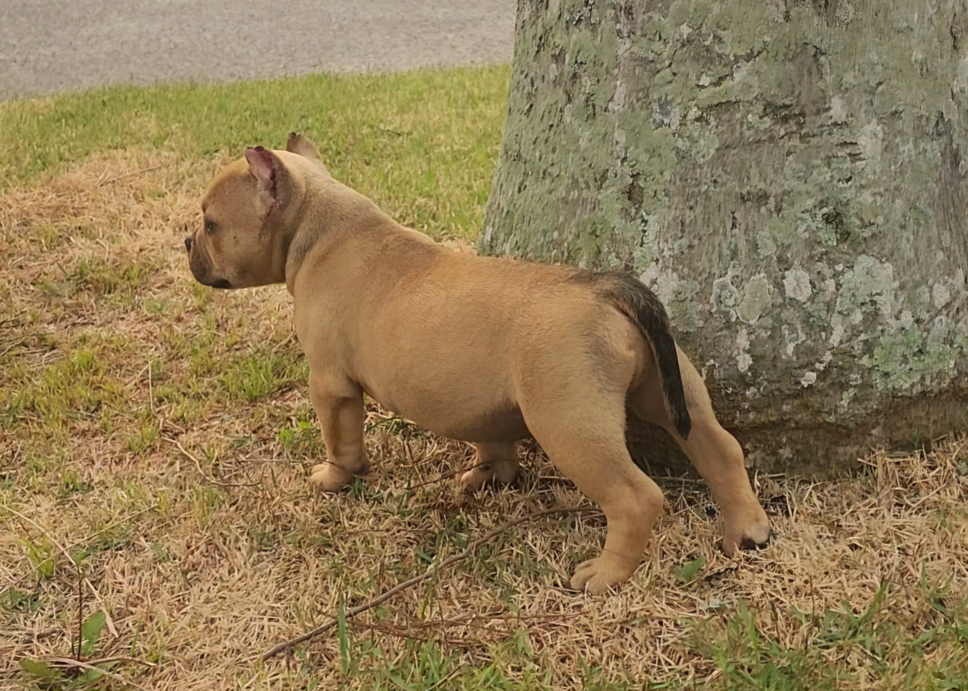 Portal Vendocão American Bully Micro Florianópolis 