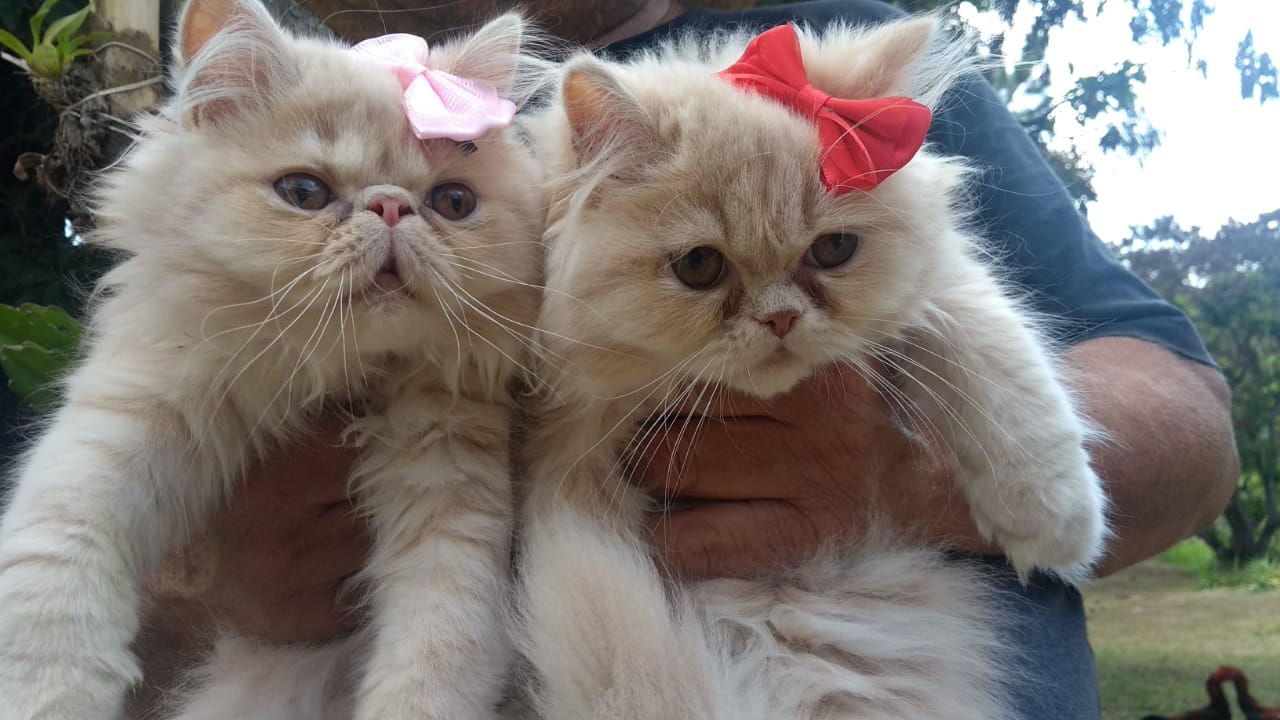 Portal Vendocão Belos Gatinhos Persa  Jundia