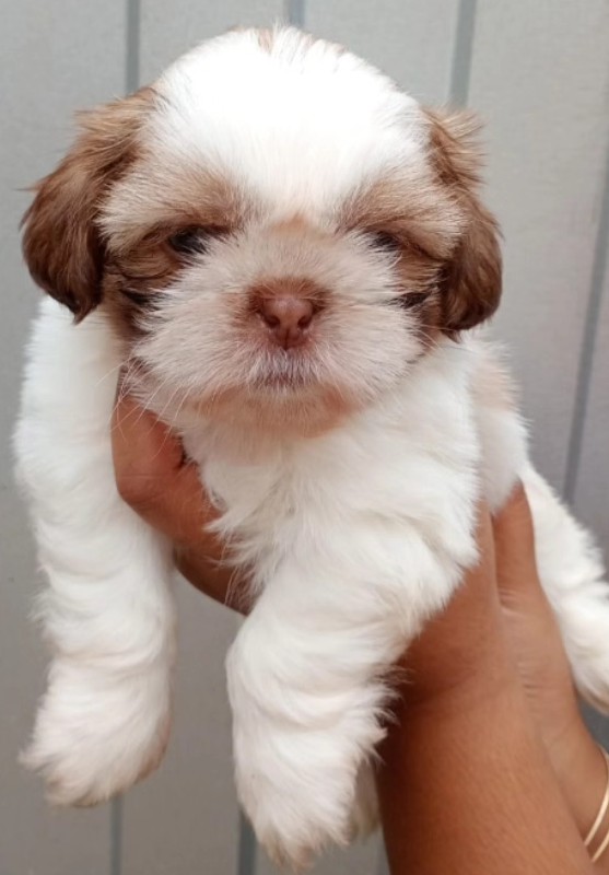 Portal Vendocão Filhotes de Shih tzu  Barra Mansa