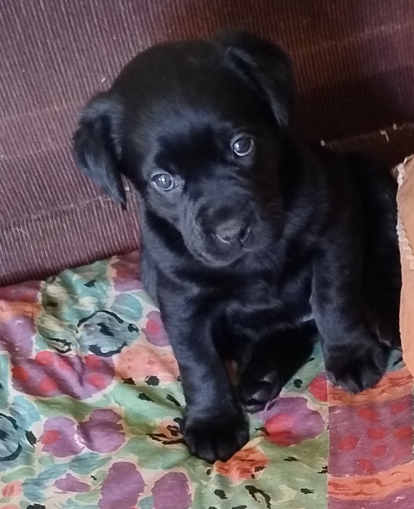 Portal Vendocão Filhotes de Labrador Preto Curitiba