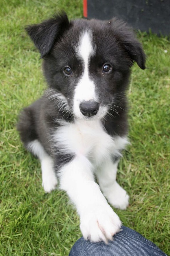 Portal Vendocão Border collie a venda  Guarulhos 