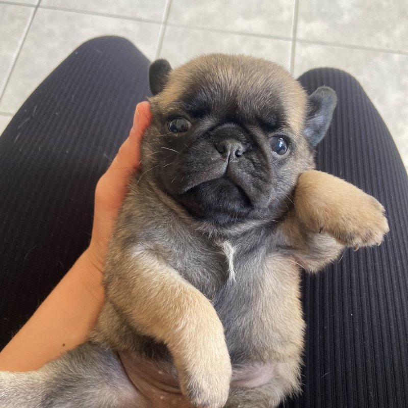FILHOTE PUG À VENDA - Foto 4
