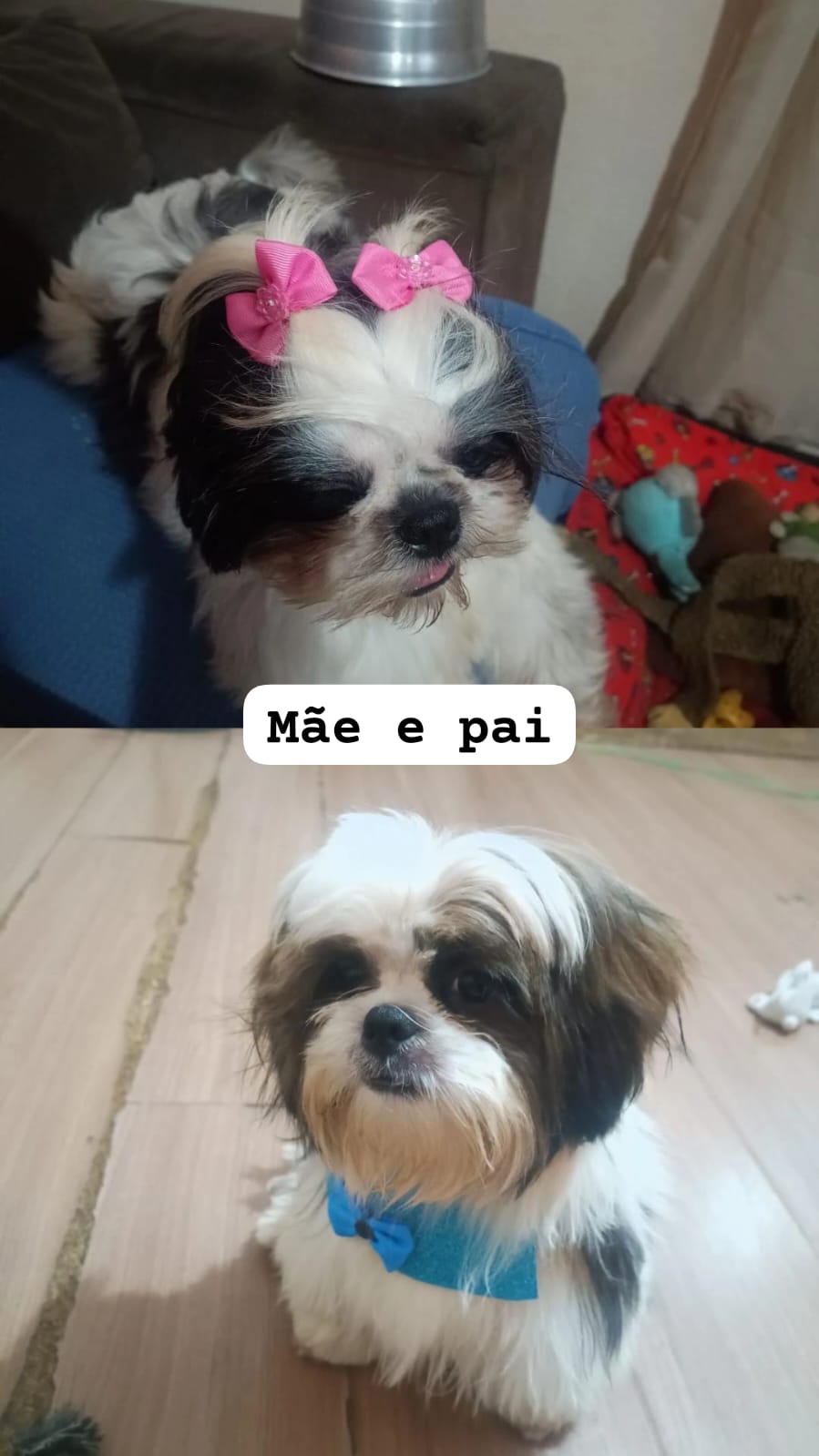  vendo Fêmeas Shih tzu - Foto 2