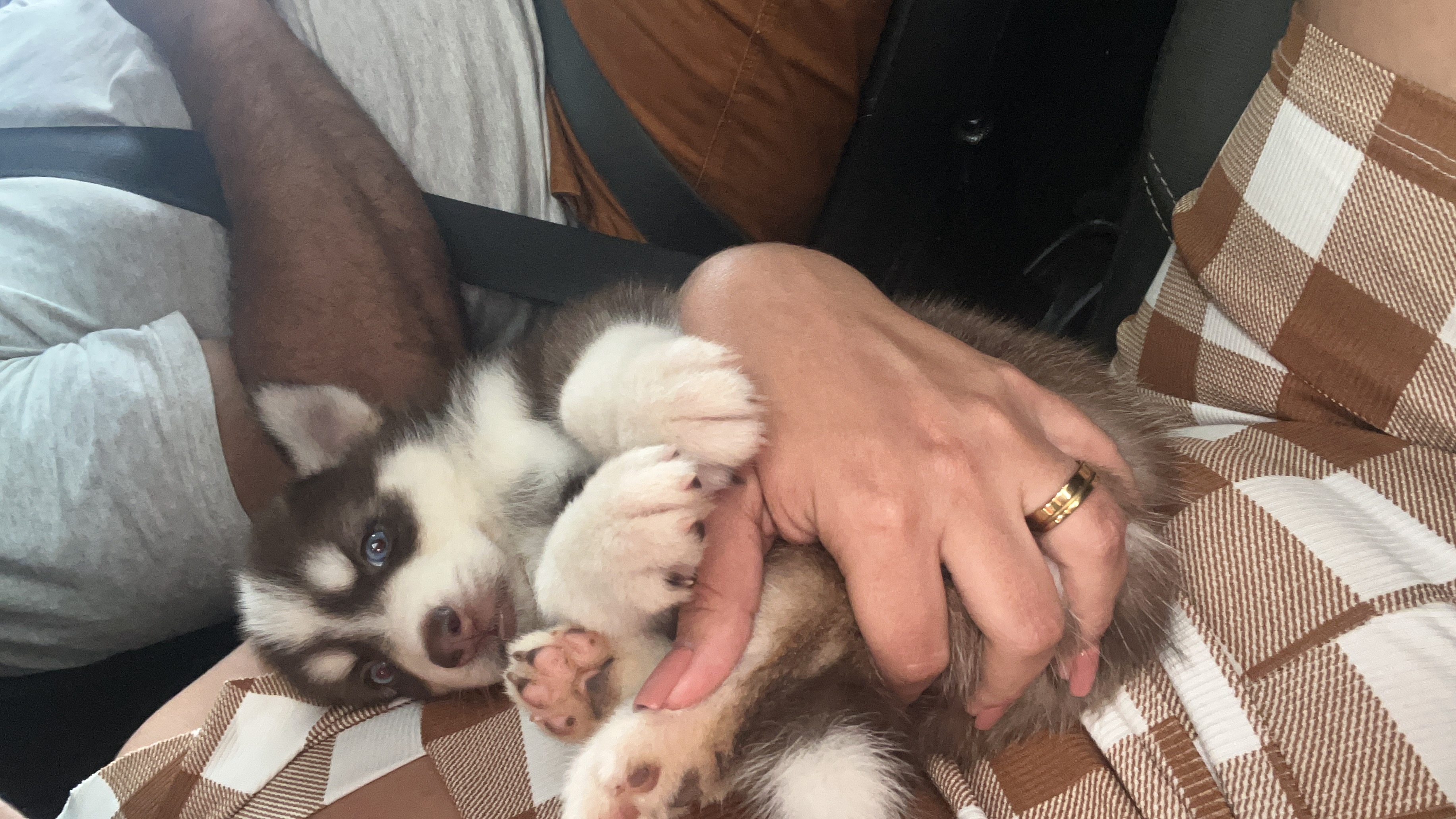 Portal Vendocão Husky fêmea  Imperatriz 