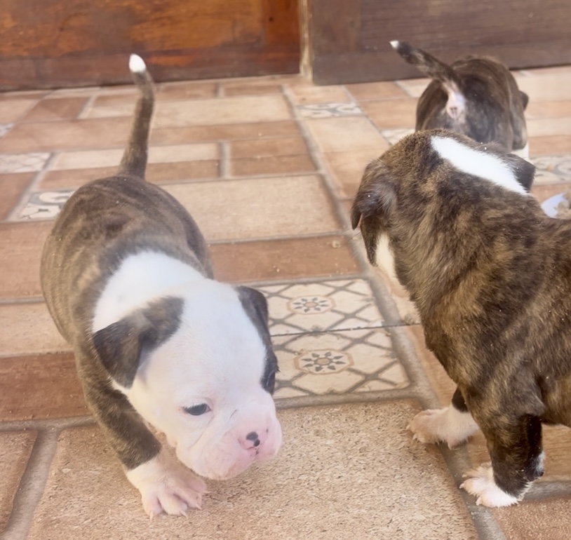 Portal Vendocão Filhotes American Bully Pocket  Guarujá 