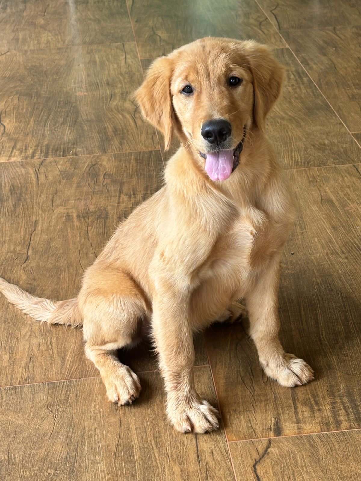 Pet - Foto 1