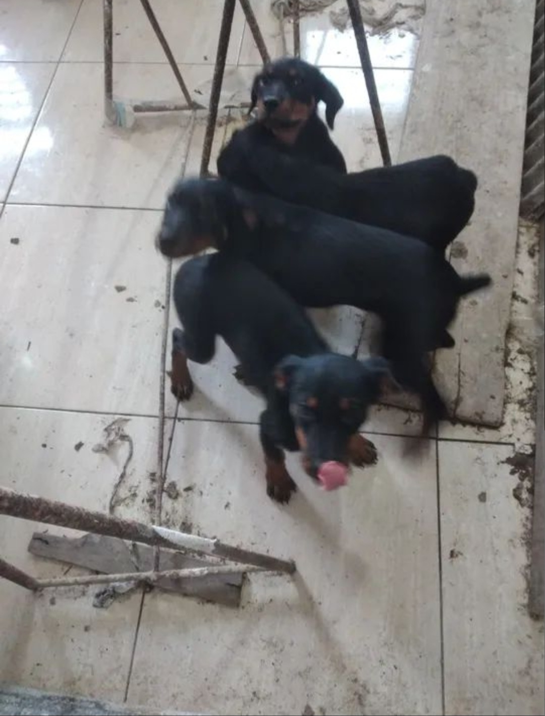 Portal Vendocão Vendo filhotes  Maceió