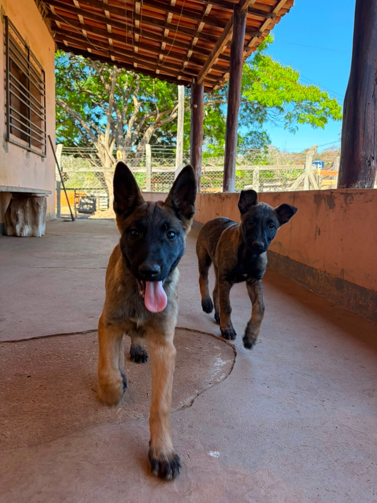 Lindos filhotes de Pastor Belga  Malinois - Foto 2
