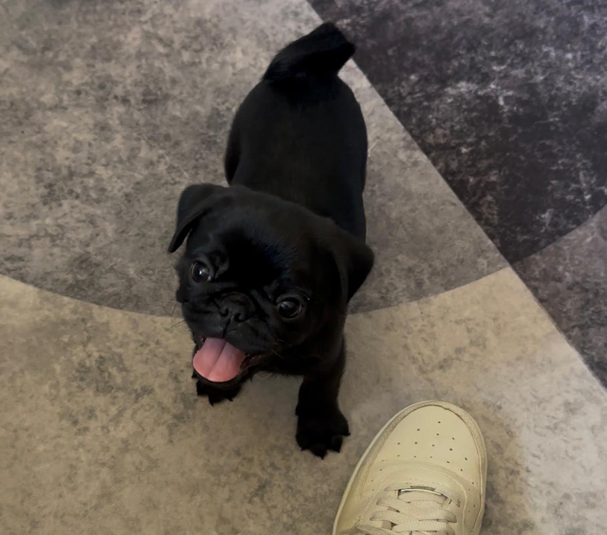 Portal Vendocão FILHOTE DE PUG Sarandi