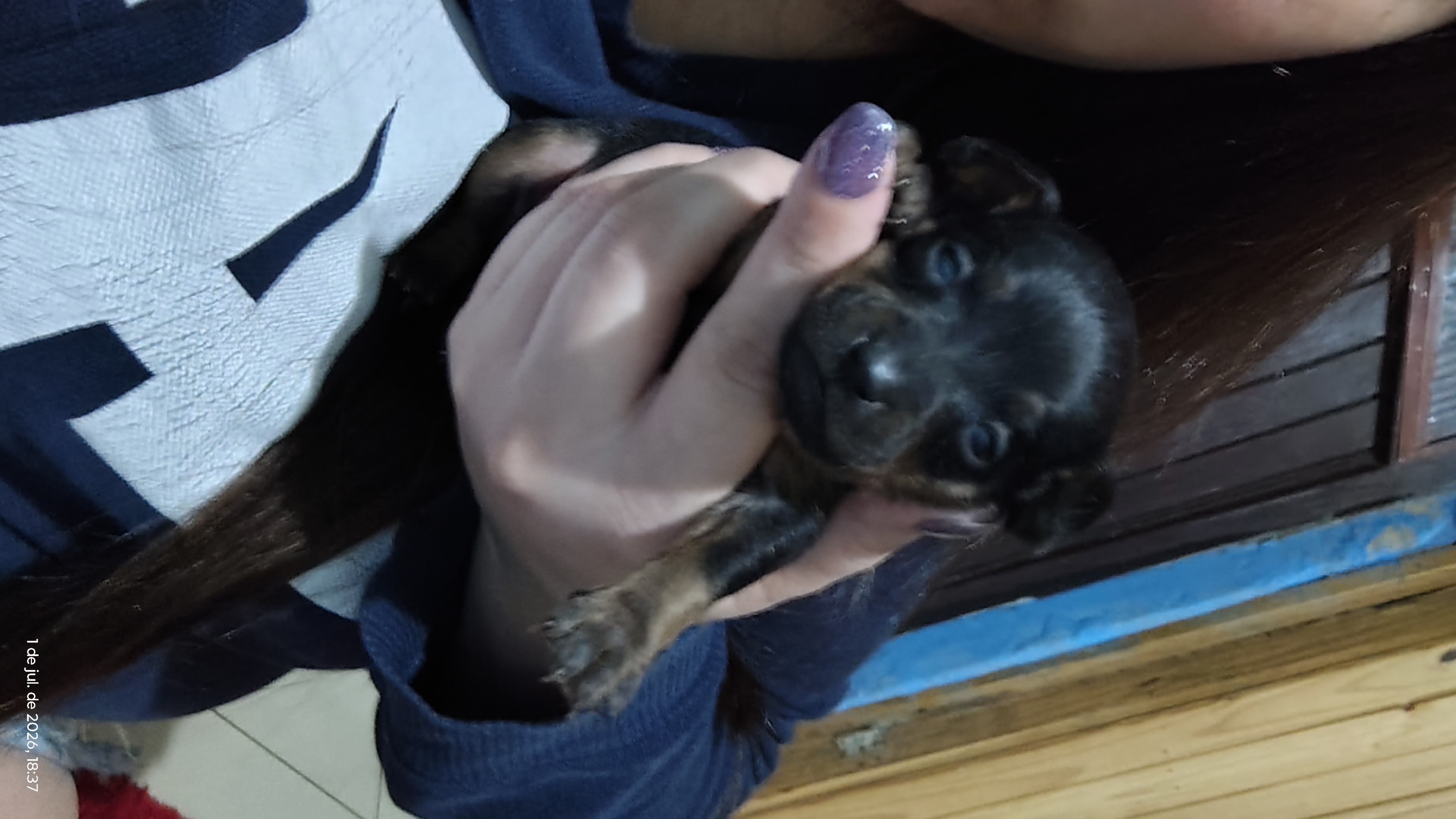 Pinscher - Foto 3