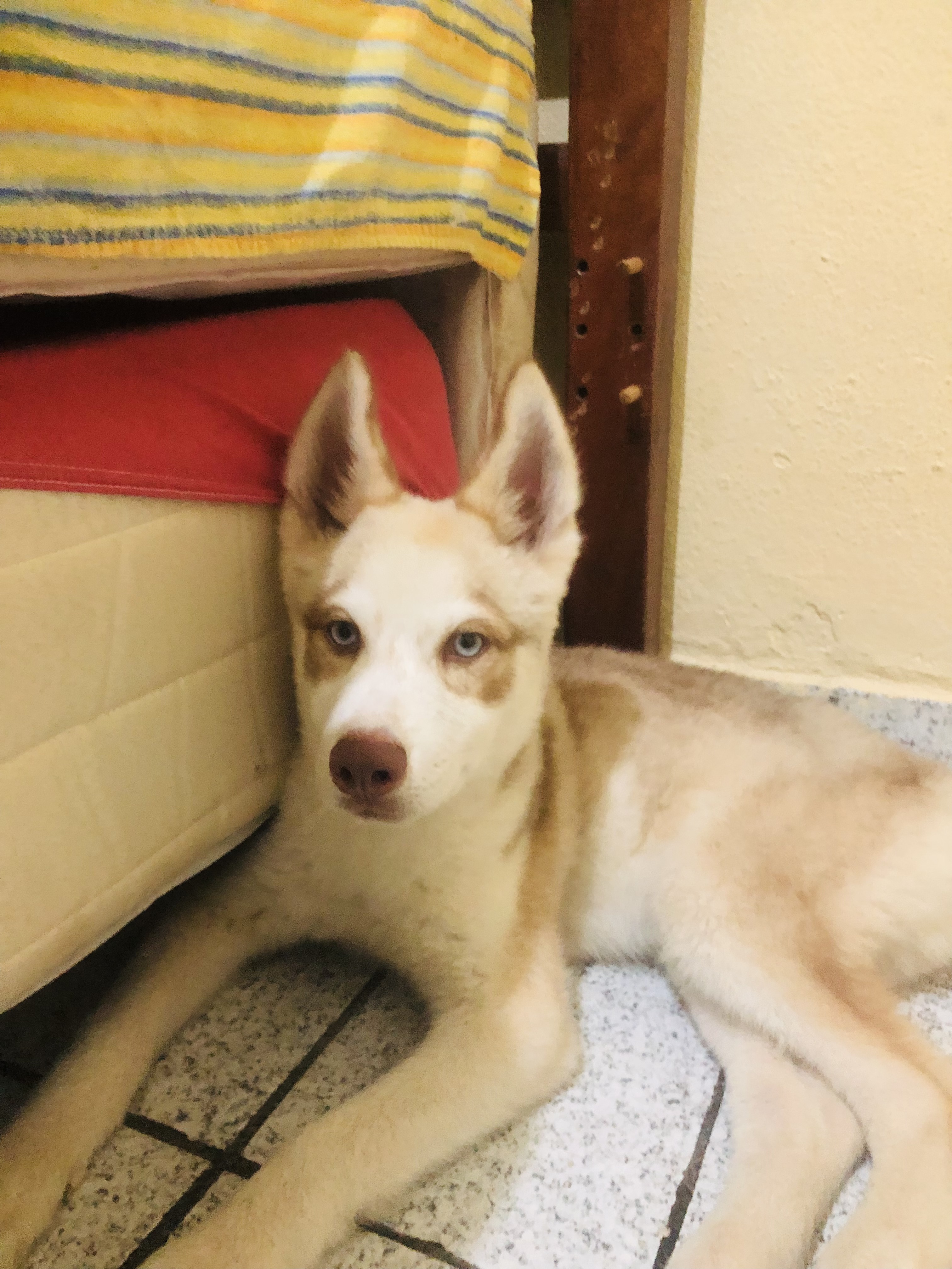 Portal Vendocão Vendo Husky Siberiano puro super dócil Vila Velha