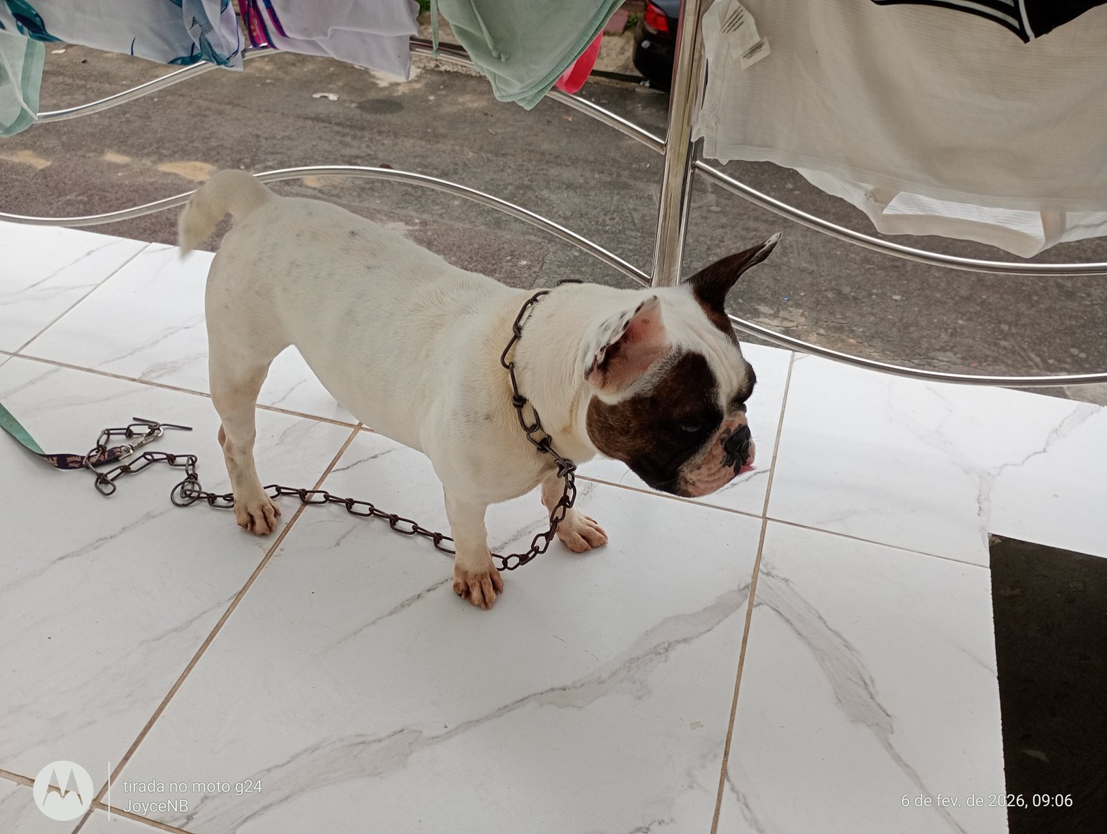 Vendo bulldog francês  - Foto 2