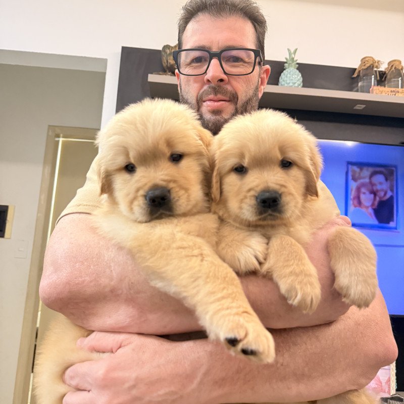 Lindos Filhotes de Fêmeas de Golden Retrivier já vacinados! - Foto 1