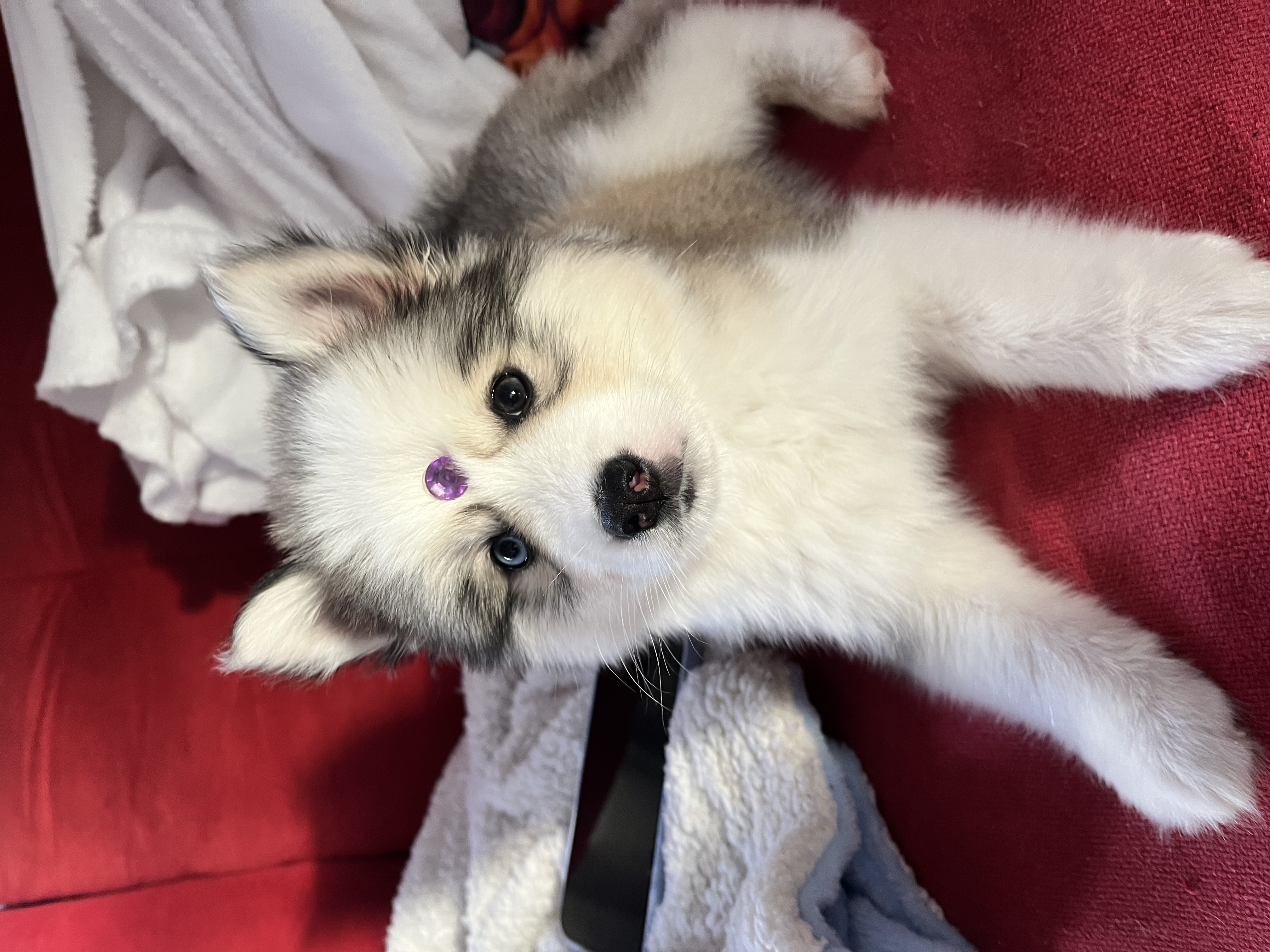Husky siberiano fêmea 