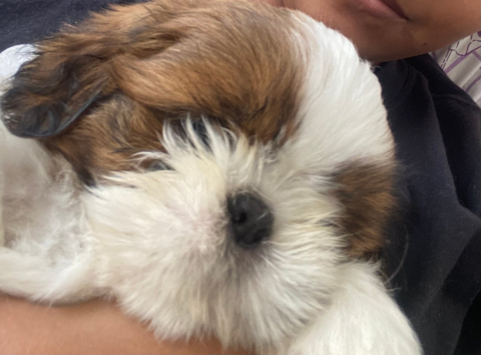 Filhote de Shih Tzu - Foto 1