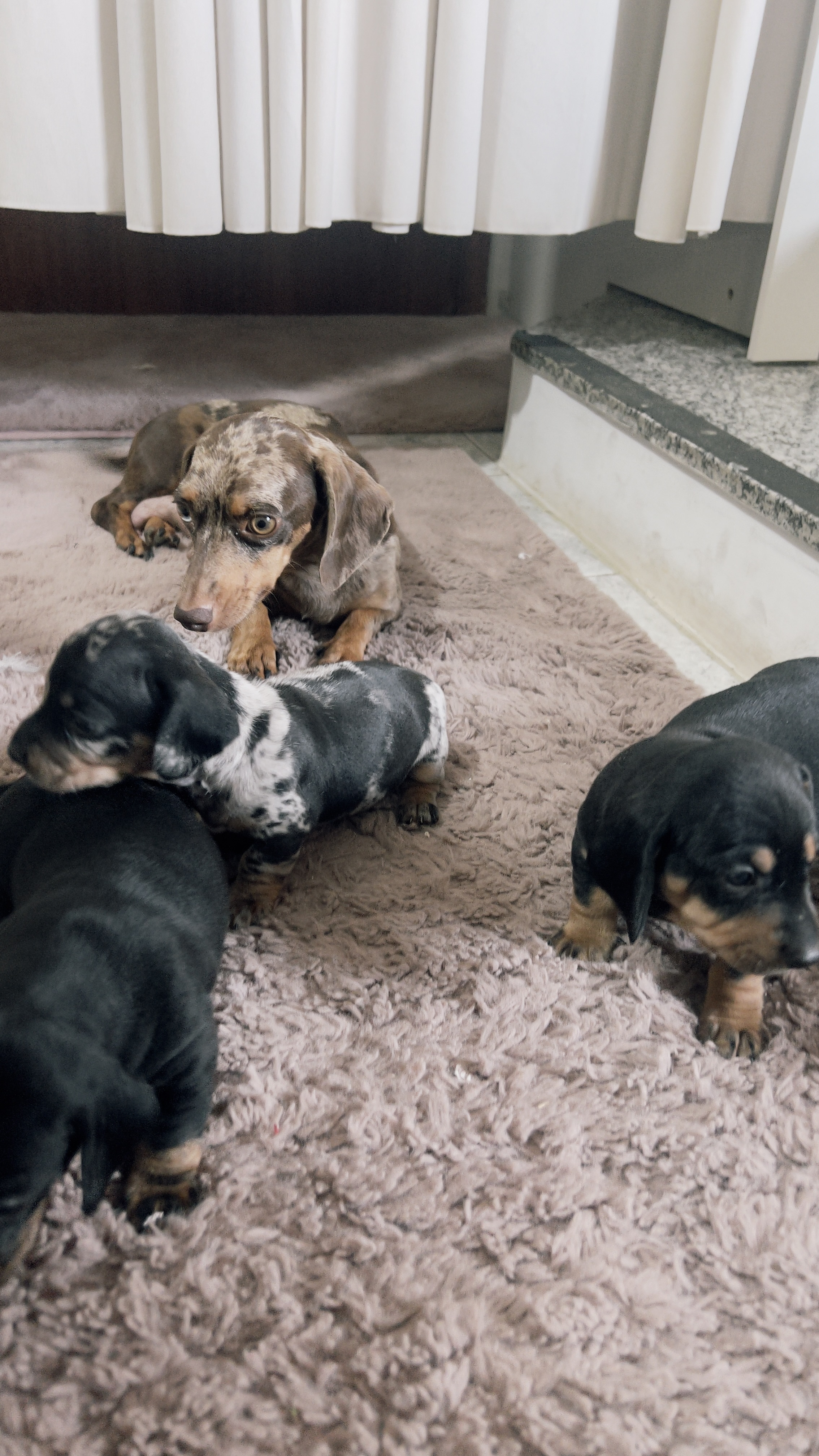 Filhote dachshund alerquim (macho) - Foto 3